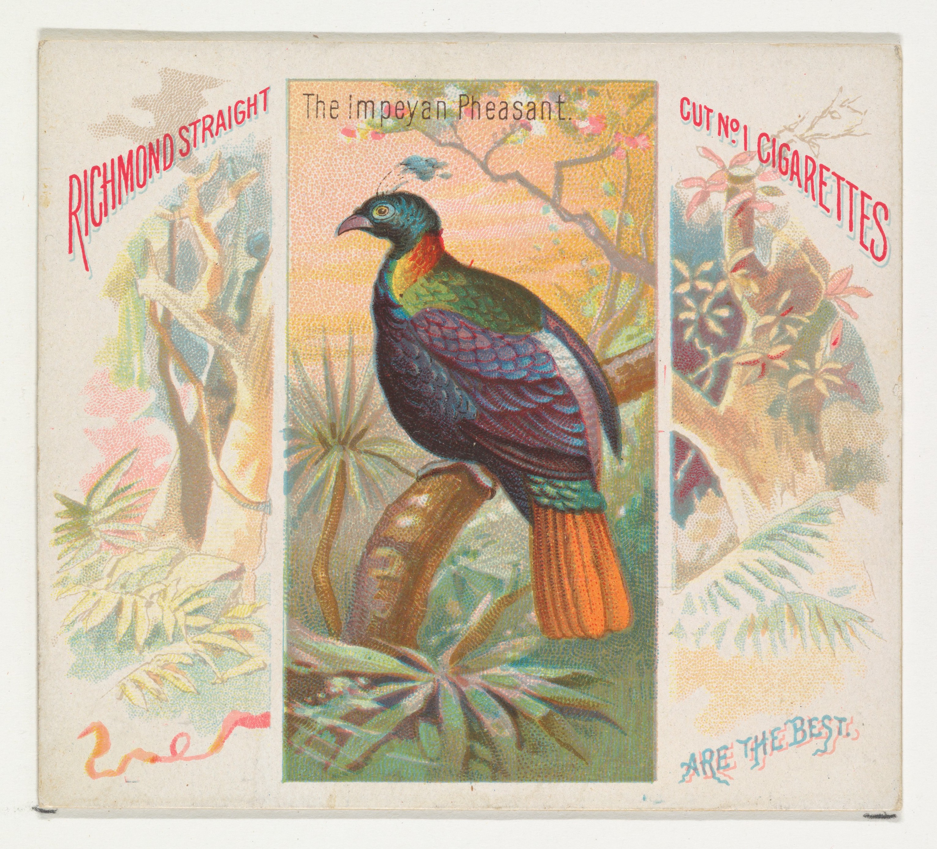 Vintage Impeyan Pheasant Cigarette Card