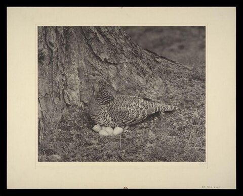 Nesting Grouse With Eggs By Tree Trunk