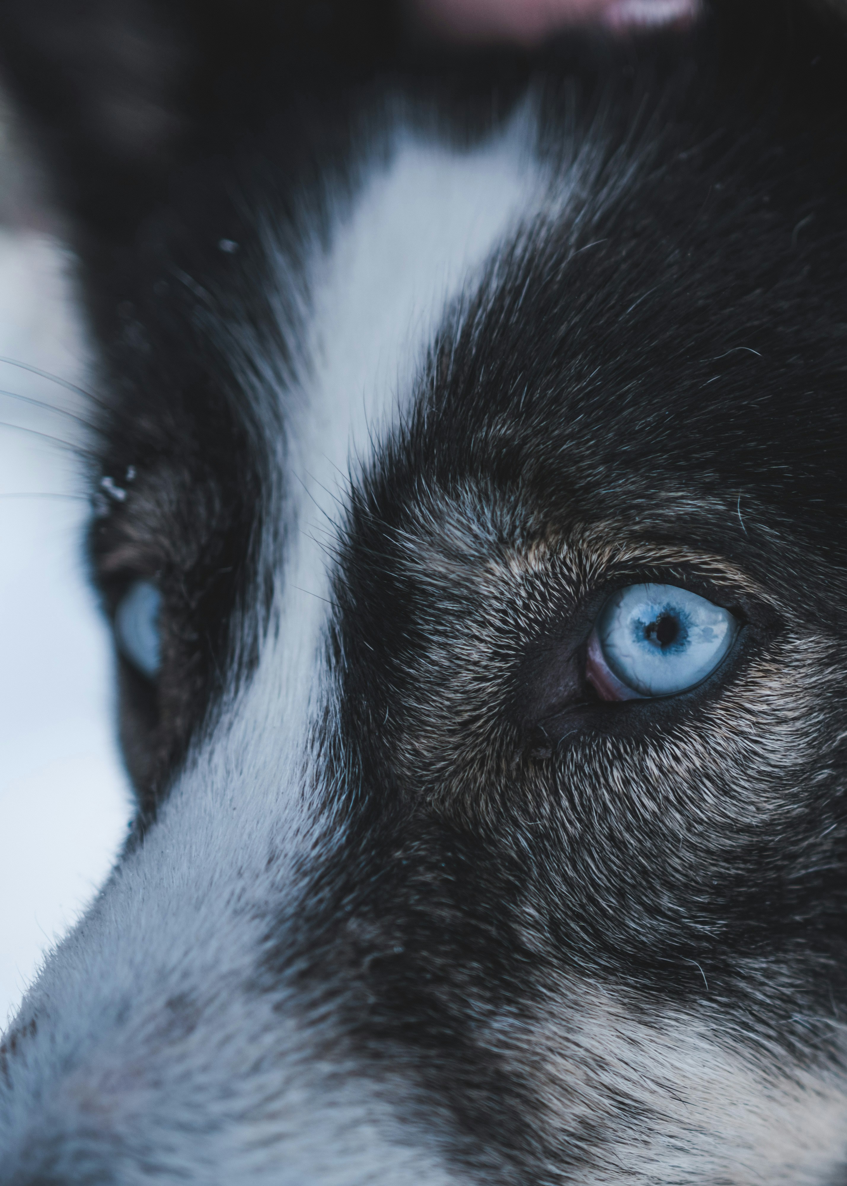 Close-up of Husky's Blue Eyes