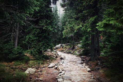 Stone Trail Through Dense Coniferous Forest