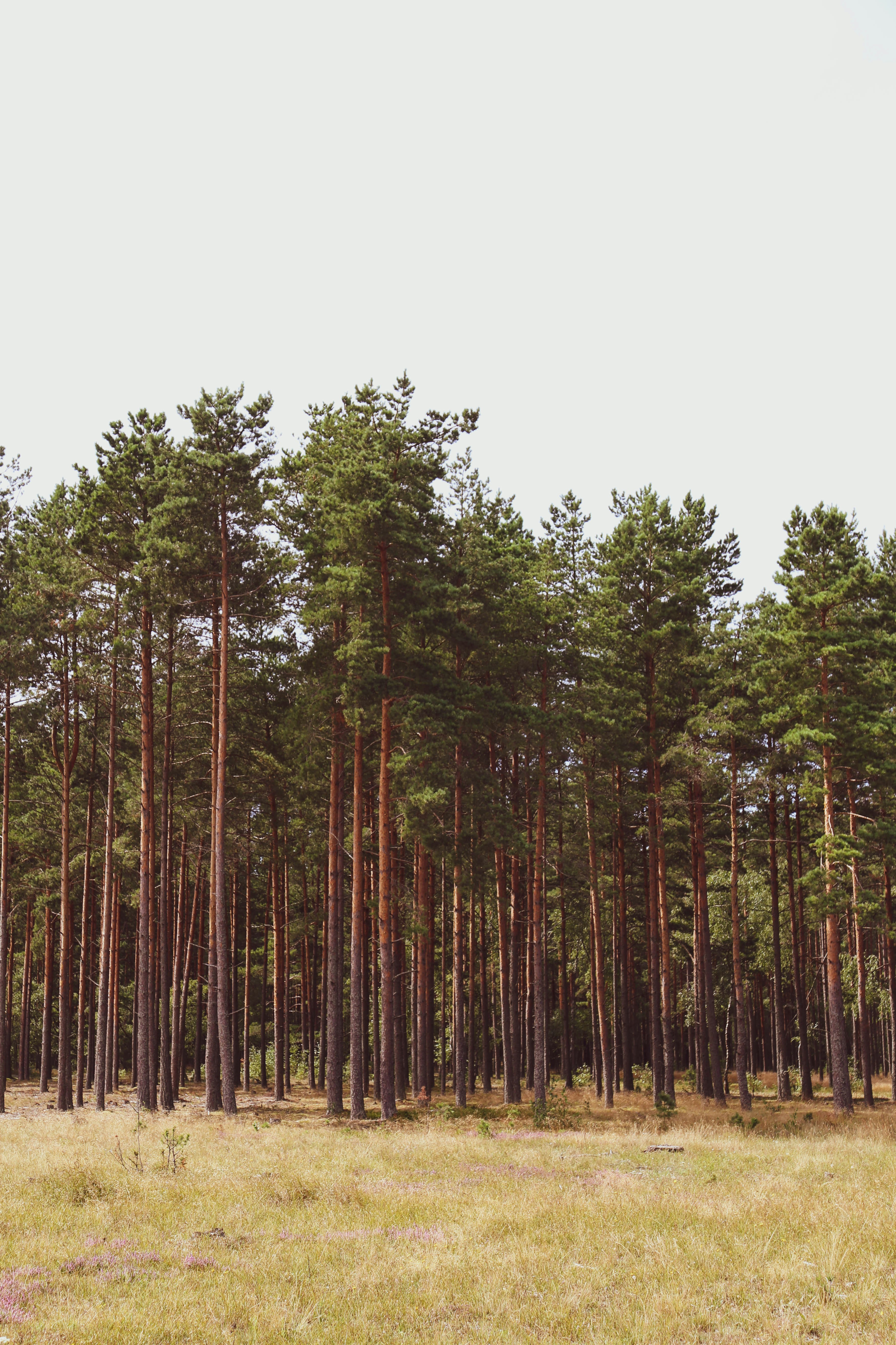 Pine Forest at Meadow Edge