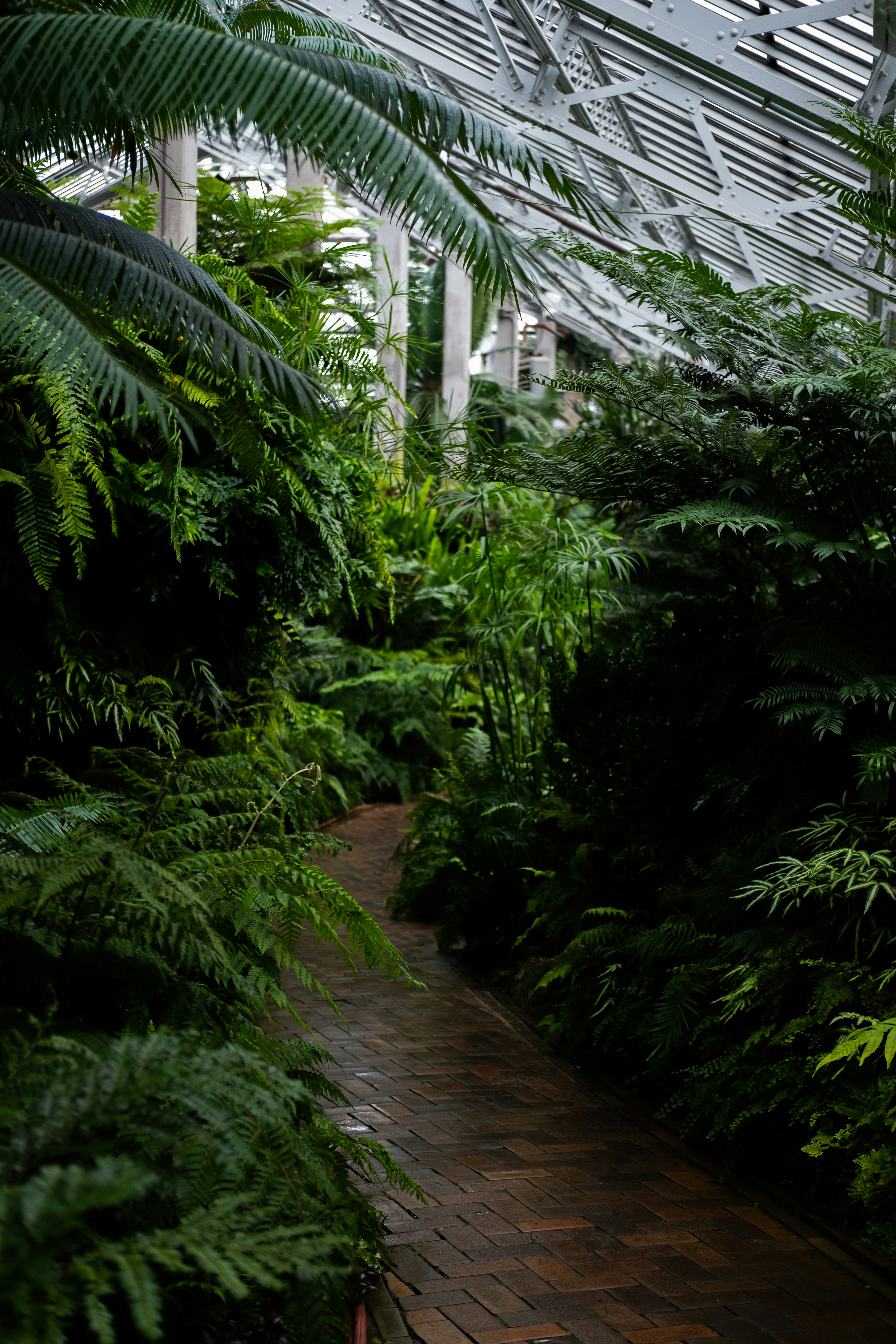 Brick Path in Fern Greenhouse