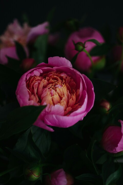 Close-up Pink Peony Bloom
