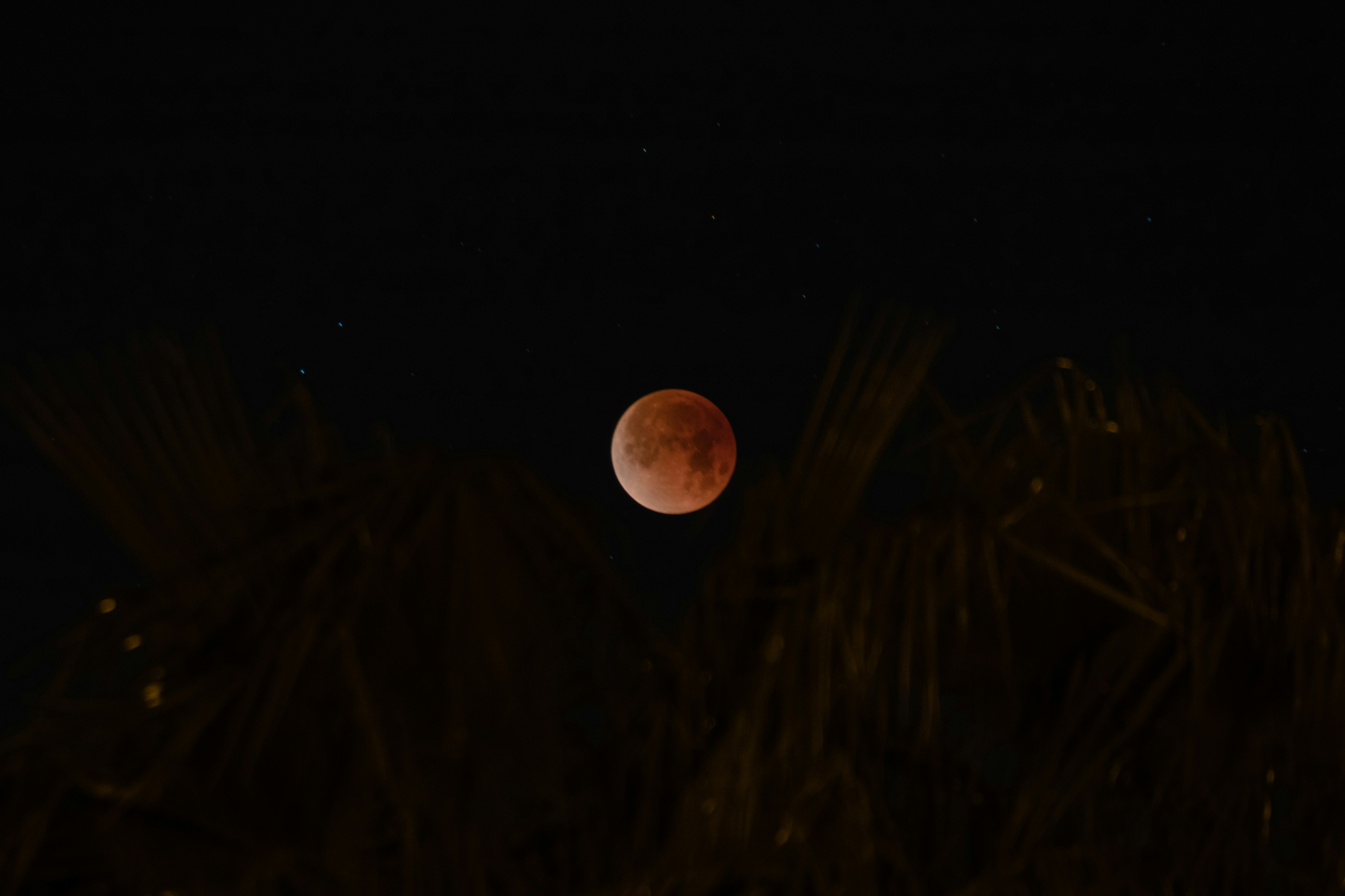Blood Moon in Night Sky