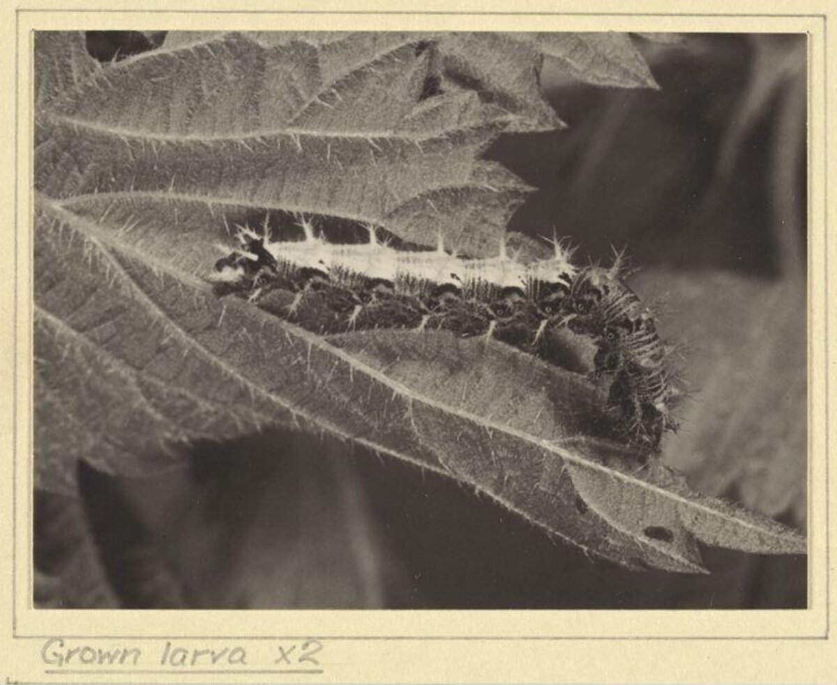 Grown Larva on Leaf