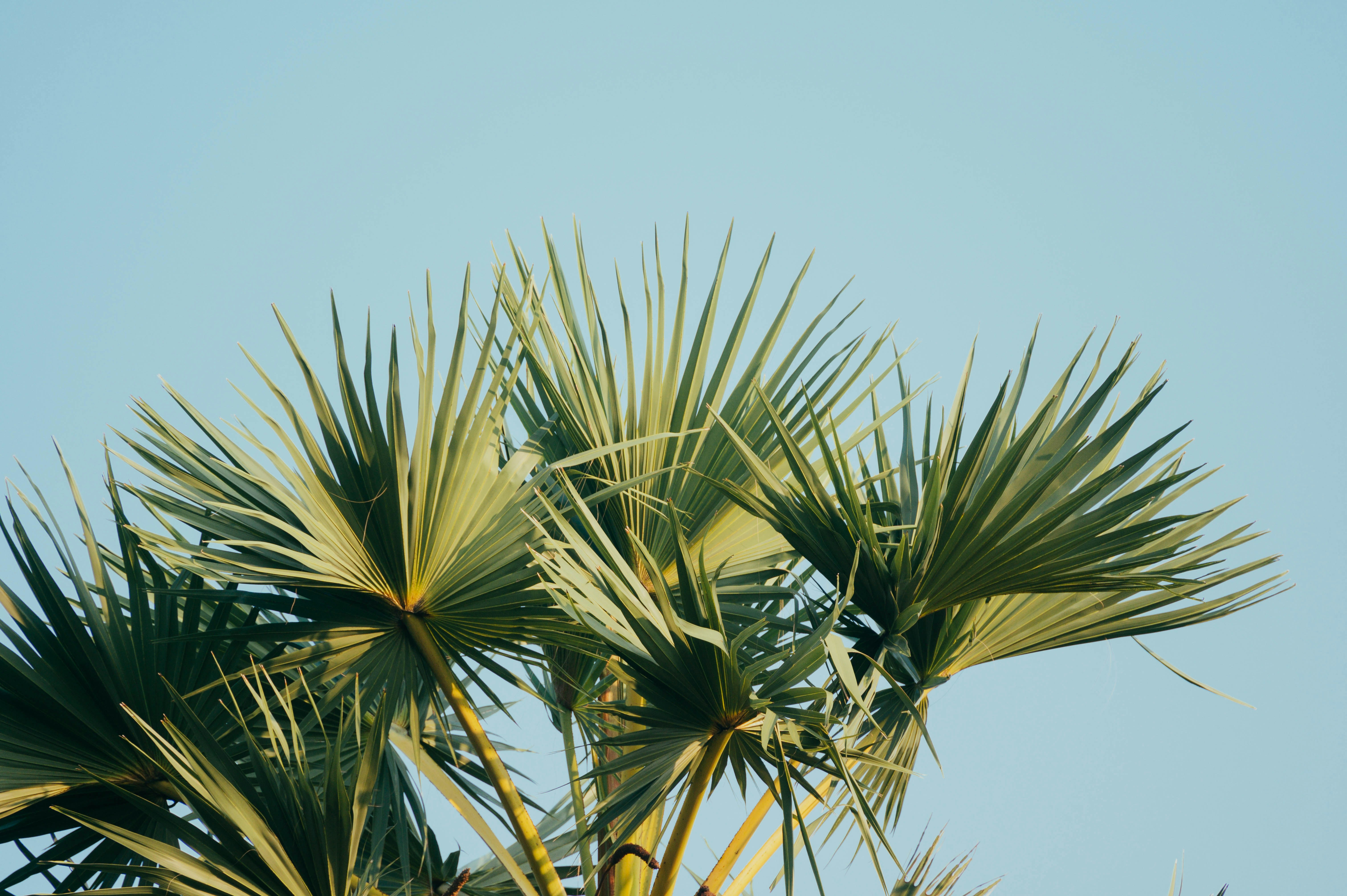 Palm Fronds Against Clear Sky