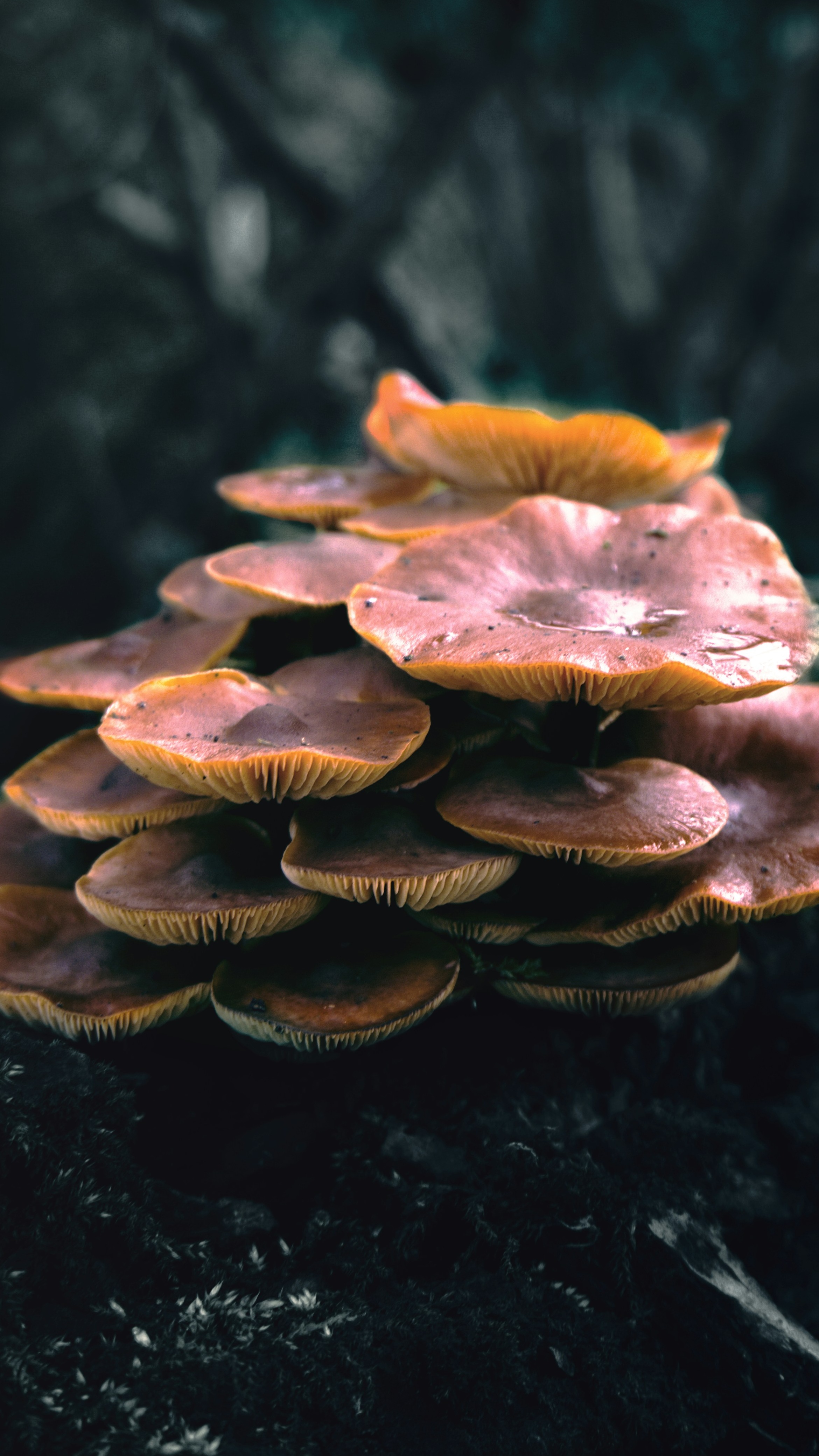 Mushroom Cluster on Tree Trunk