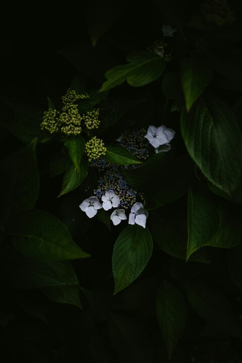 Dark Toned Hydrangea Blooms