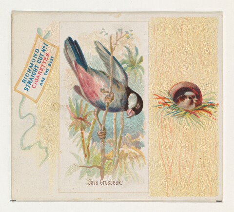 Vintage Java Grosbeak Cigarette Card