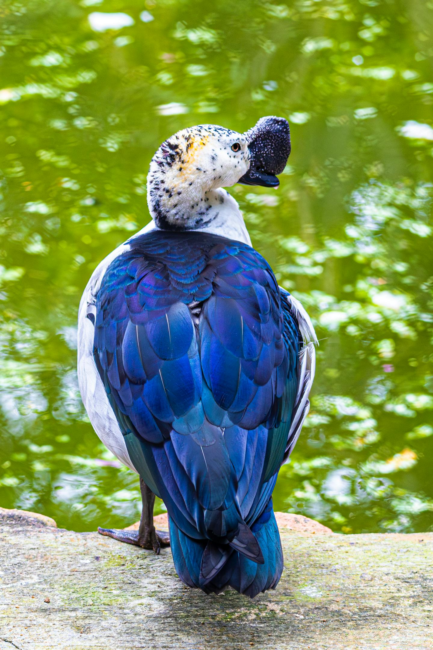 Knob-billed Duck Perched on Rock