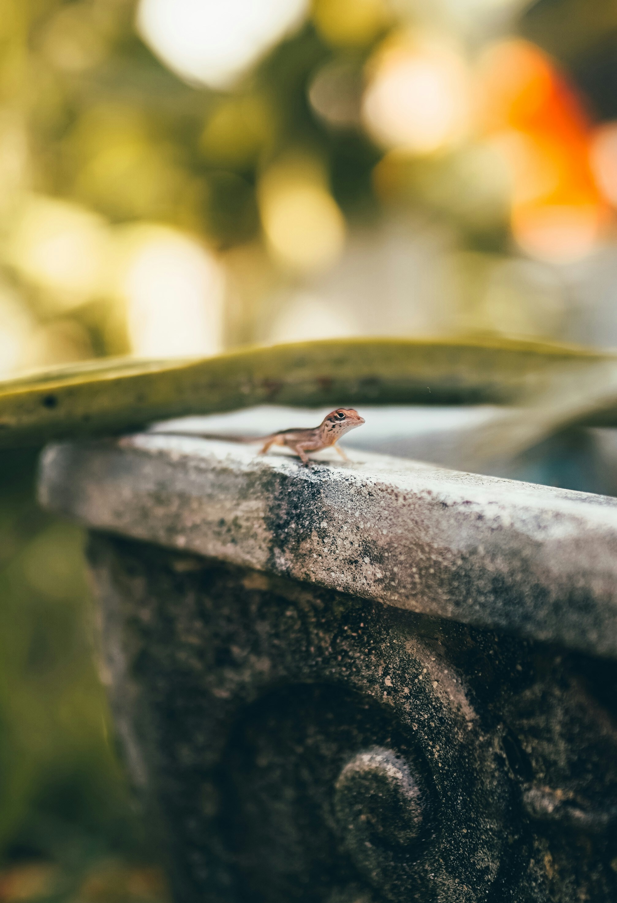 Small Lizard on Stone Railing