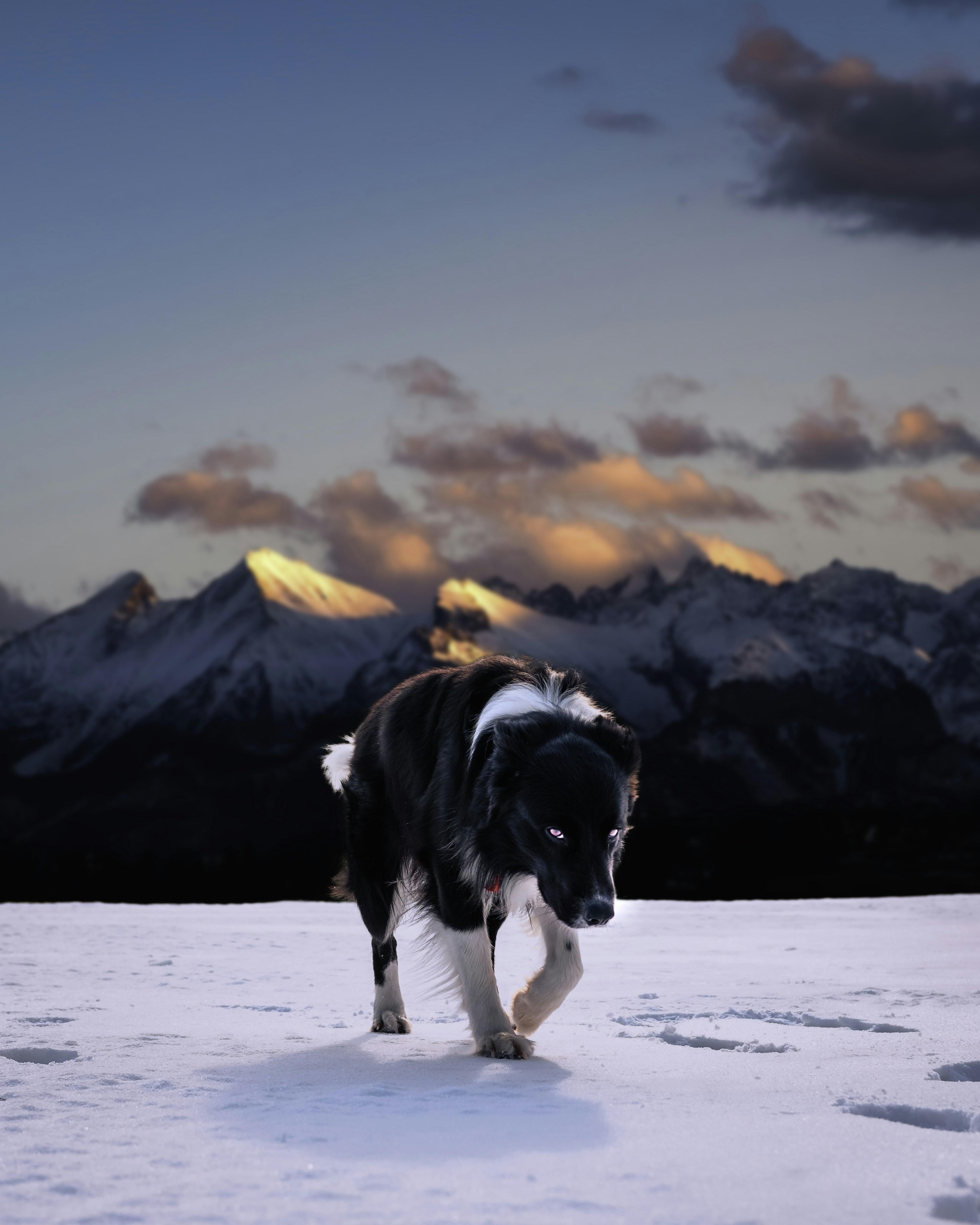 Border Collie Walking on Snowy Mountain — Scenery Wallpapers