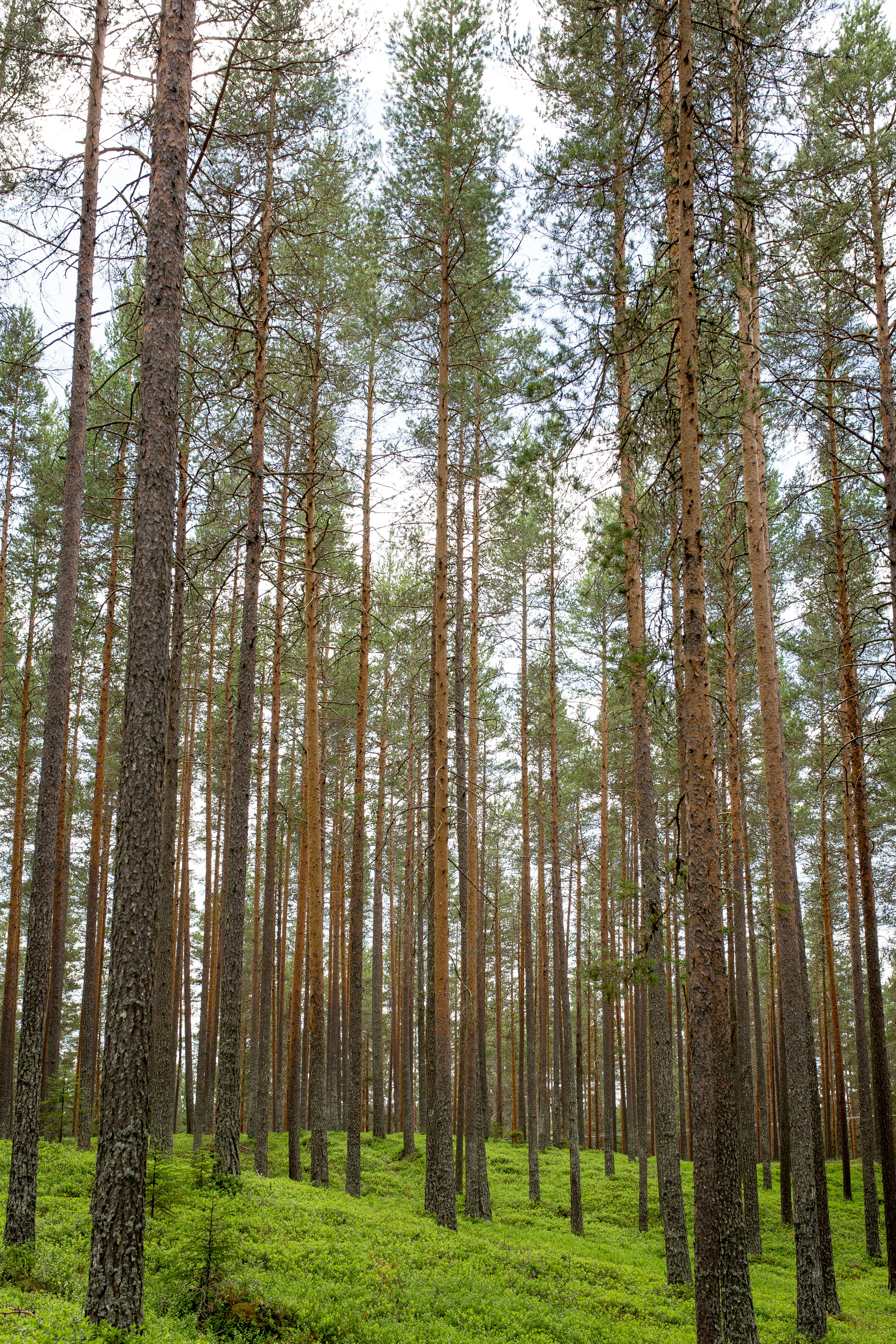 Pine Forest with Green Undergrowth