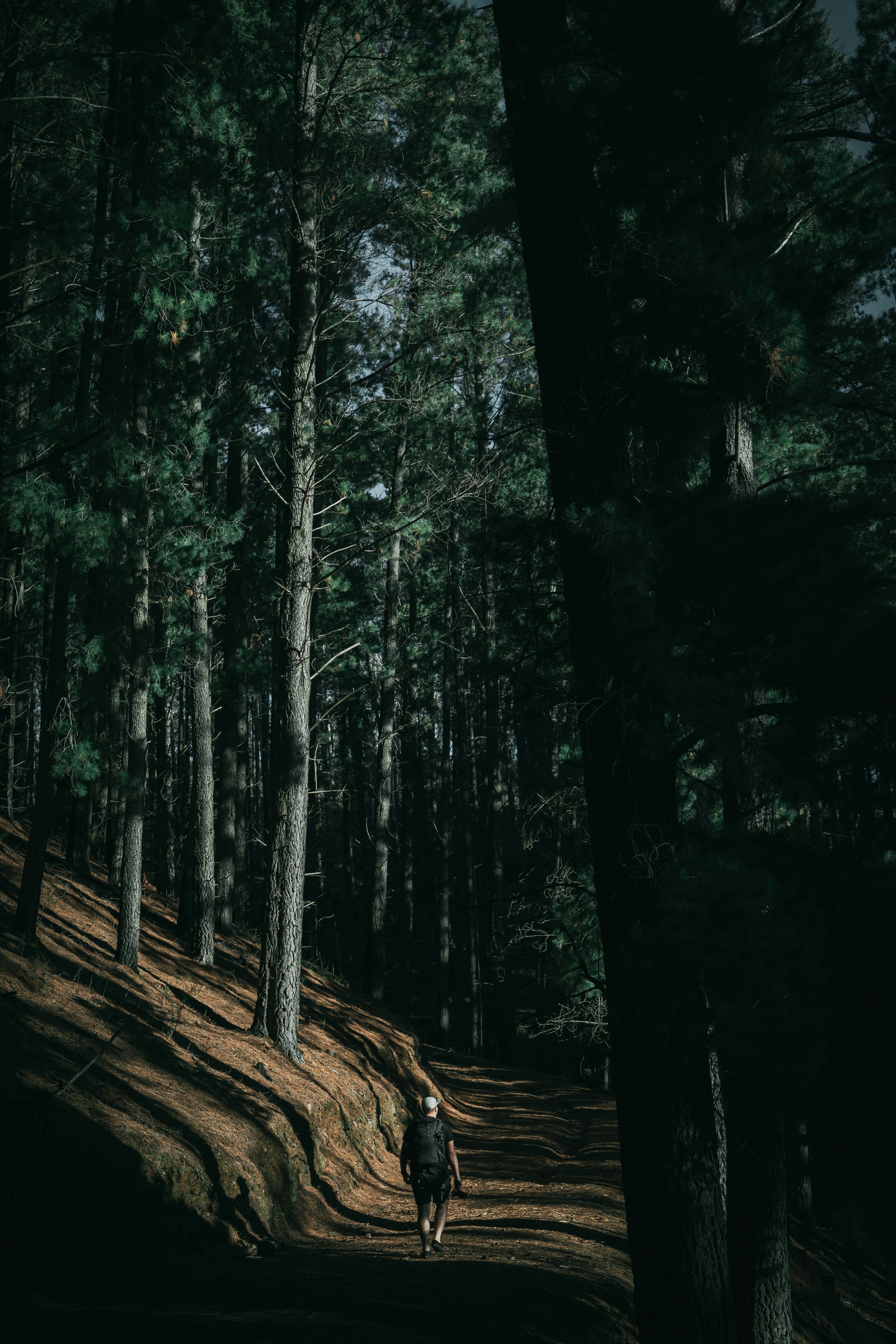 Hiker Walking Through Pine Forest