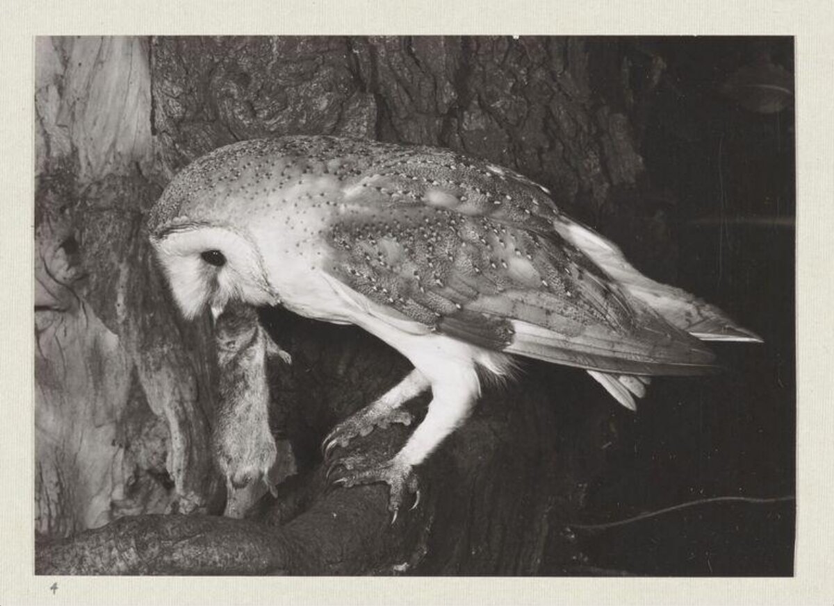 Barn Owl with Captured Mouse