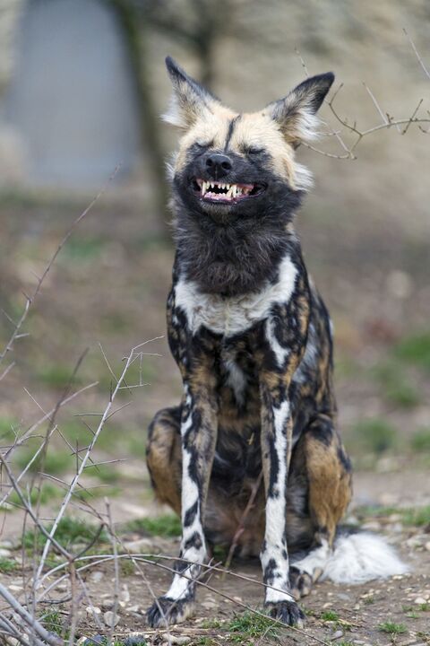 Image 95843 — Pets