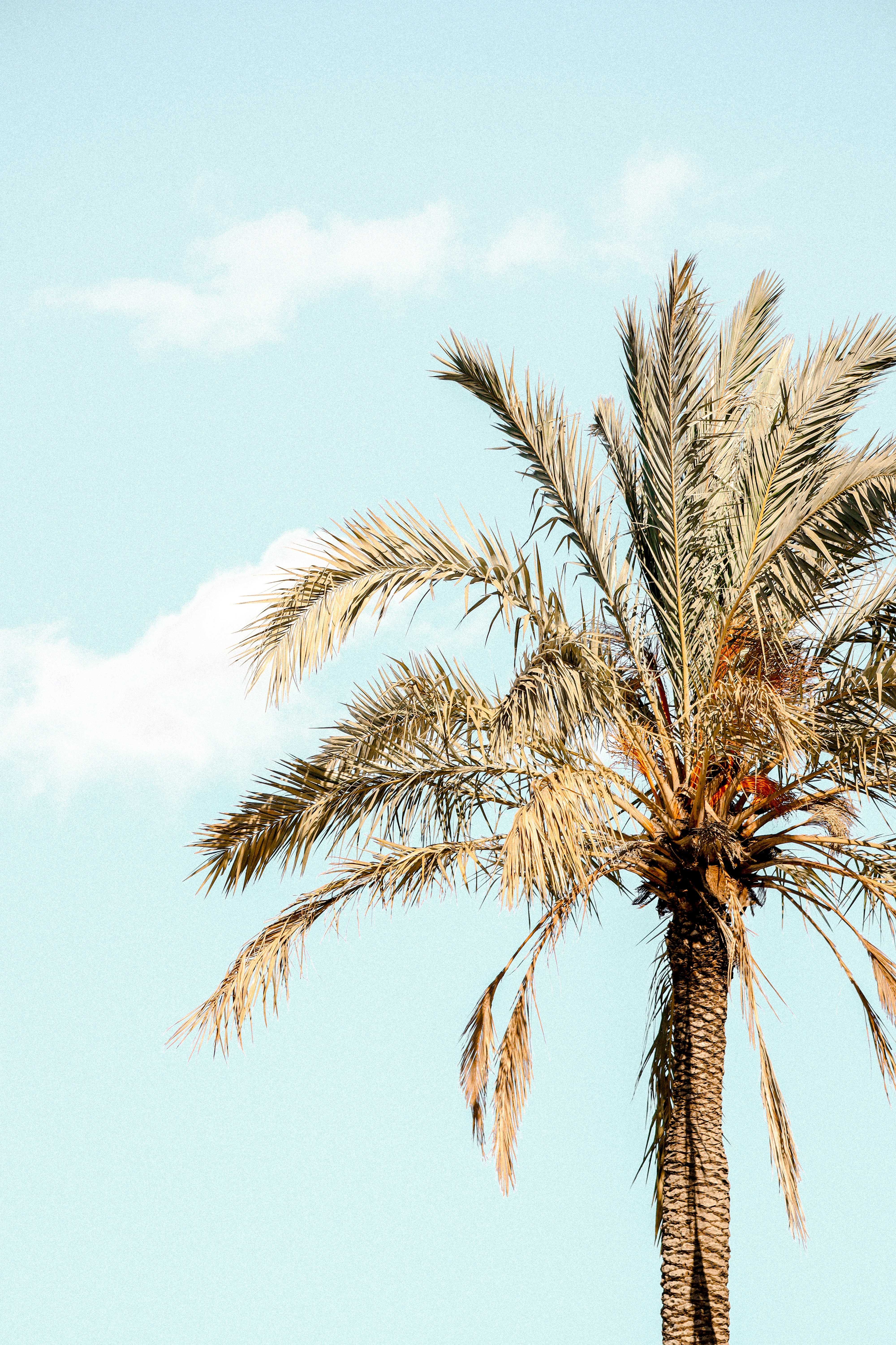 Palm Tree Against Pale Blue Sky