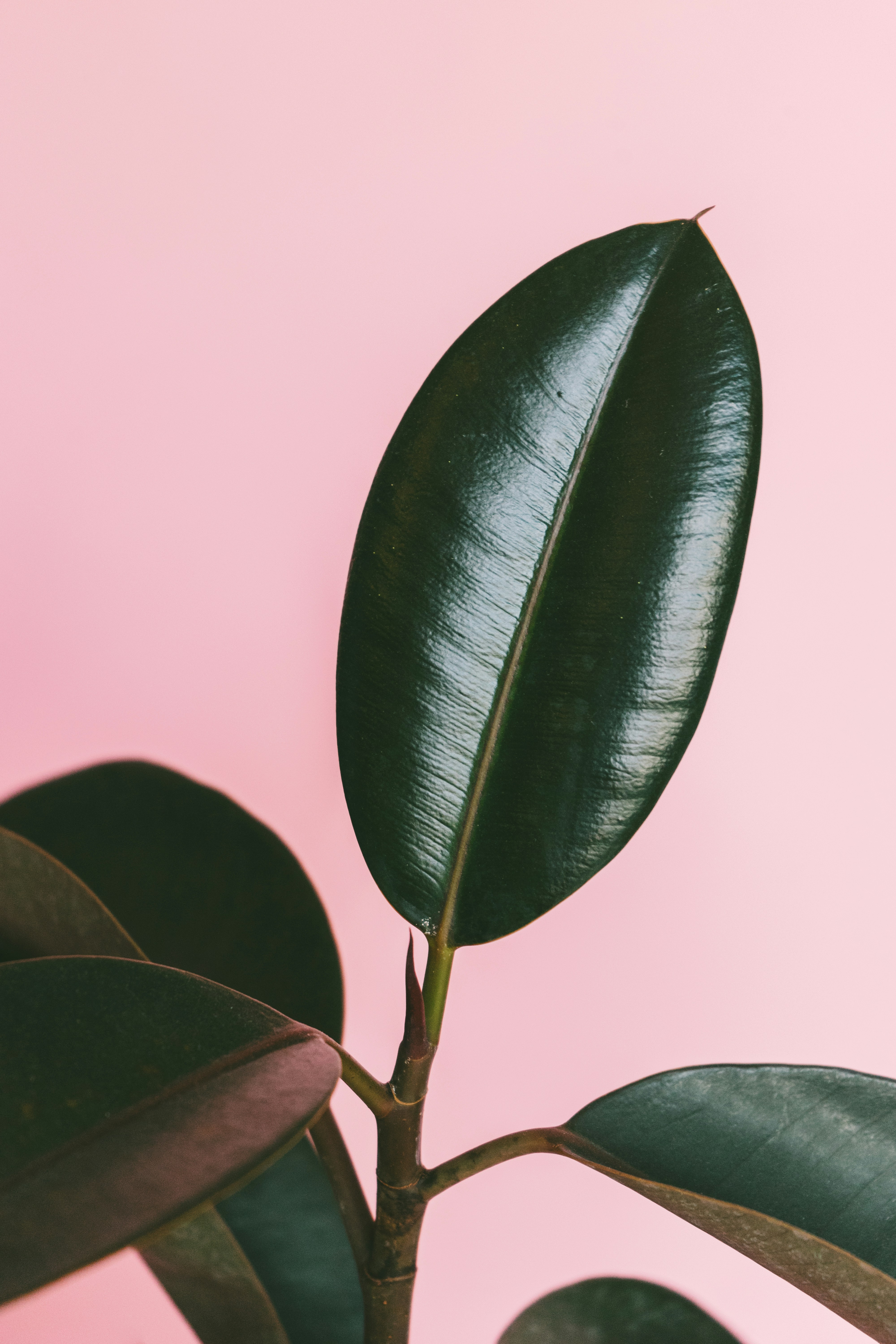 Rubber Plant on Pink Background