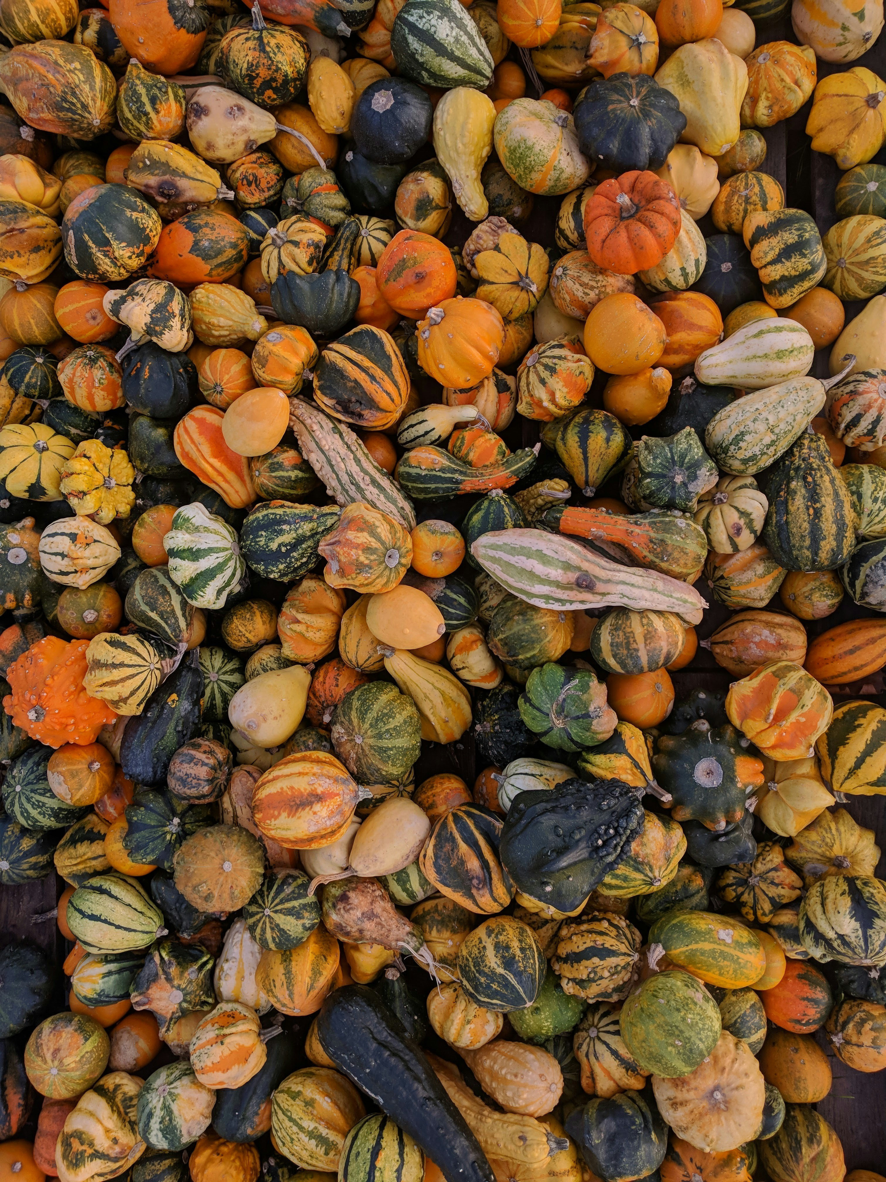Collection of Mixed Gourds and Pumpkins