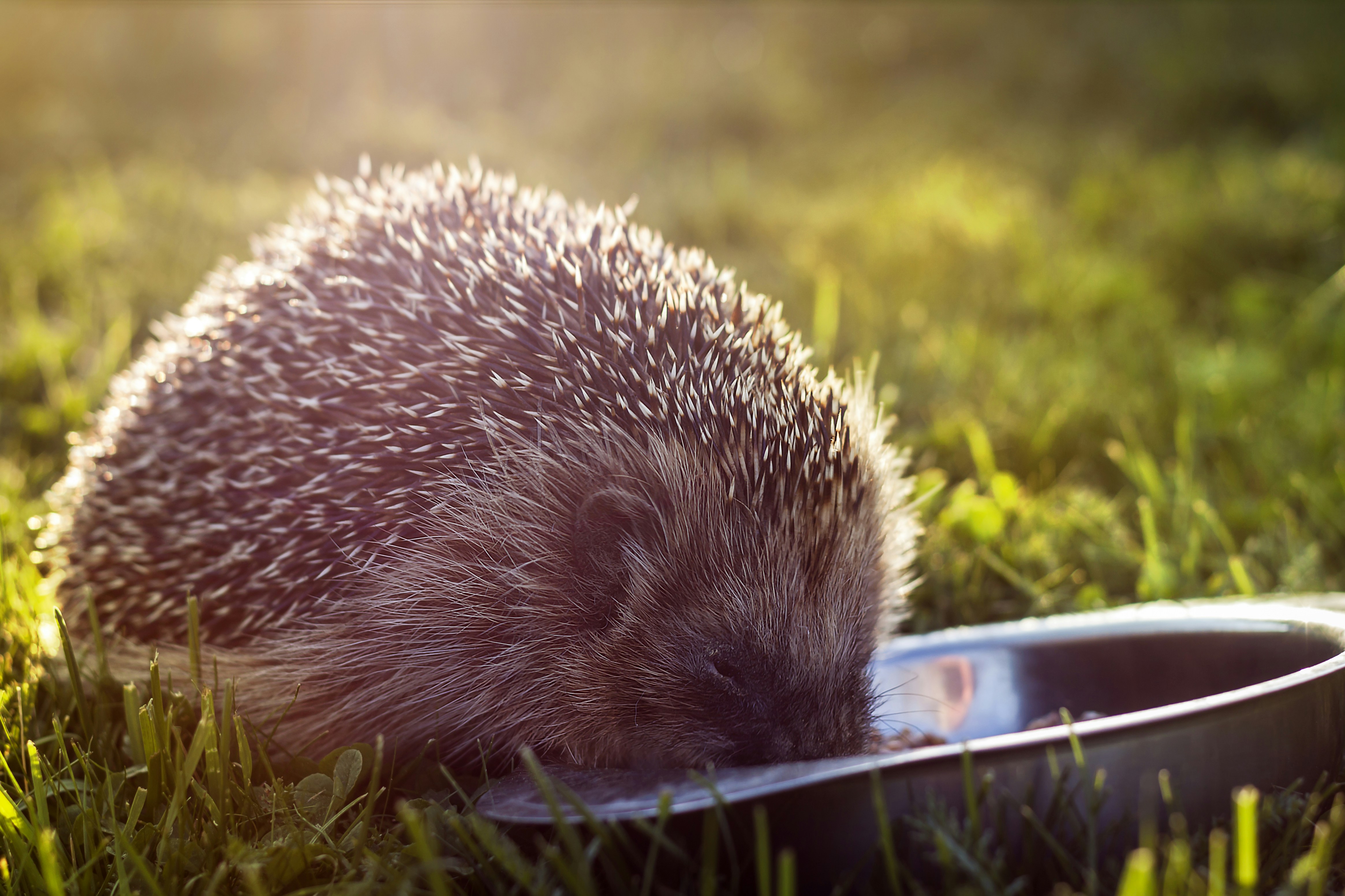 Hedgehog Feeding On Sunlit Grass