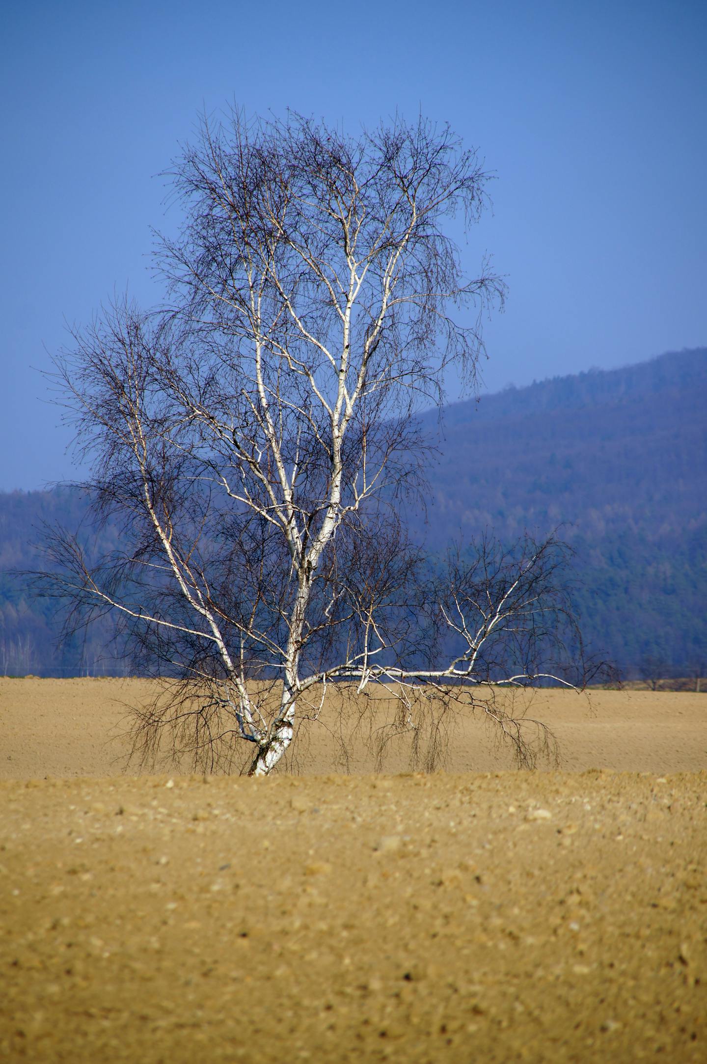 Lone Bare Birch in Plowed Field — Encyclopedia