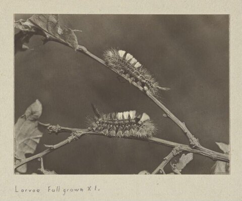 Full Grown Caterpillar Larvae