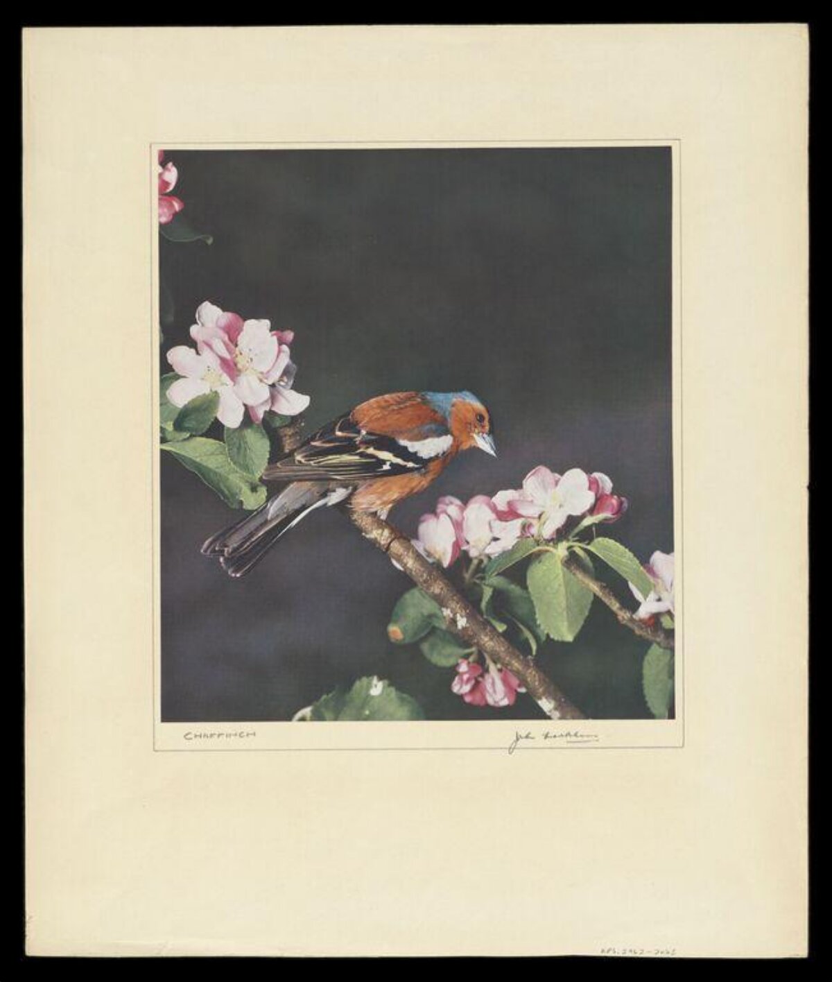 Chaffinch Perched on Flowering Branch