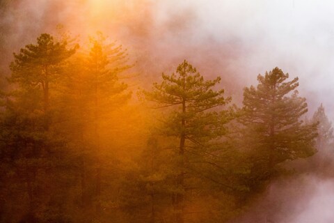 Sunlit Misty Pine Forest
