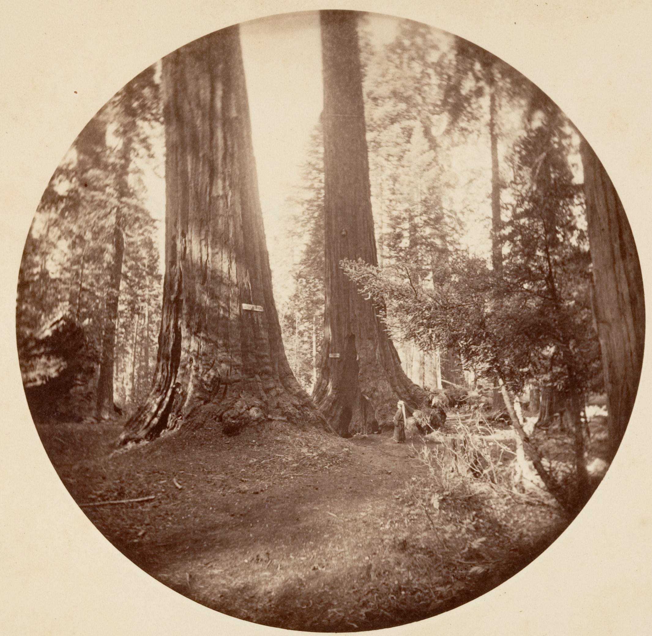 Vintage Photo of Giant Sequoias