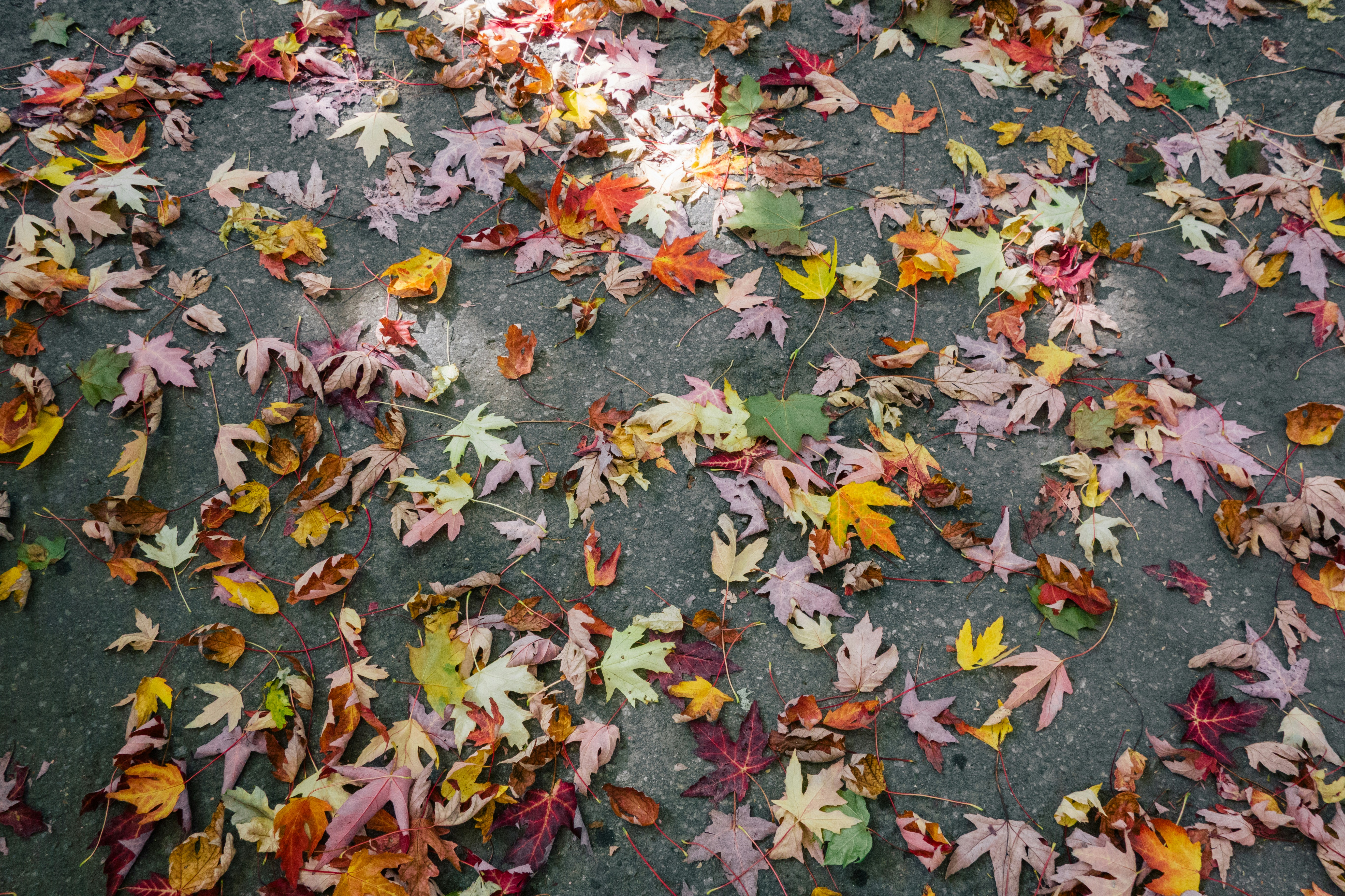 Fallen Autumn Leaves on Pavement