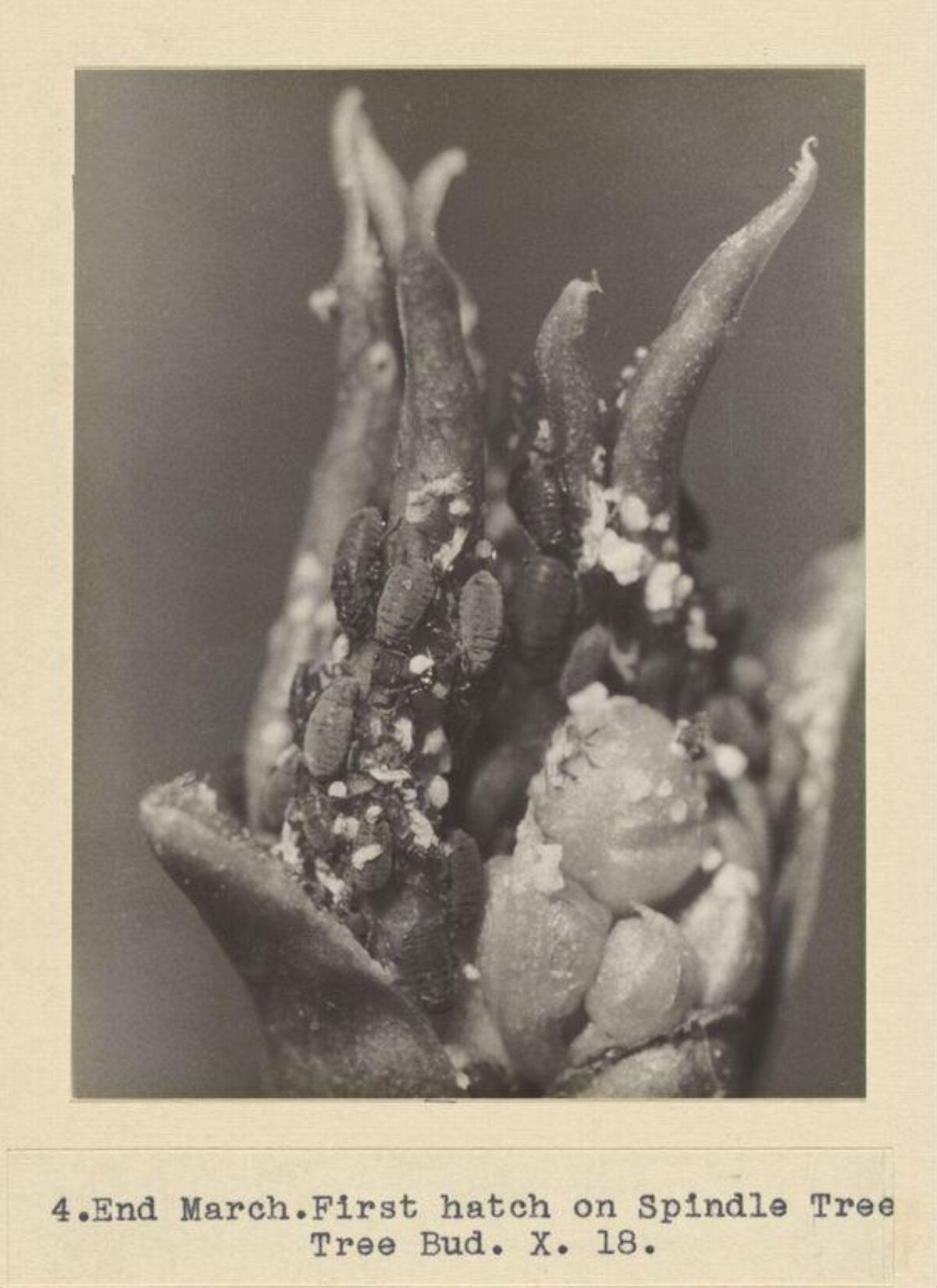 First Hatch on Spindle Tree Bud