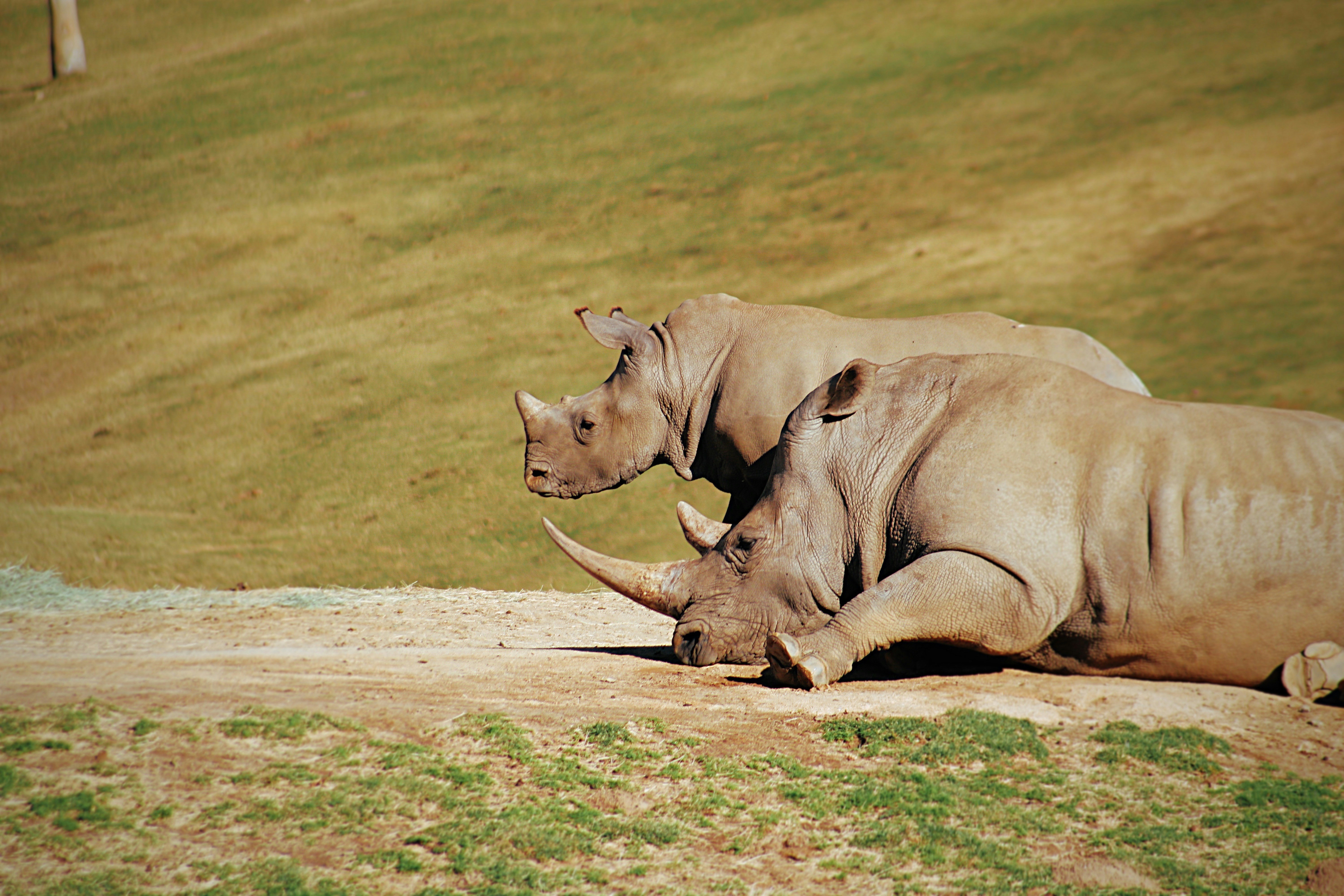 Two Rhinoceroses Resting on Grassland