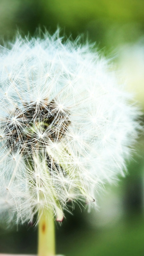 Close-up of Dandelion Seed Head