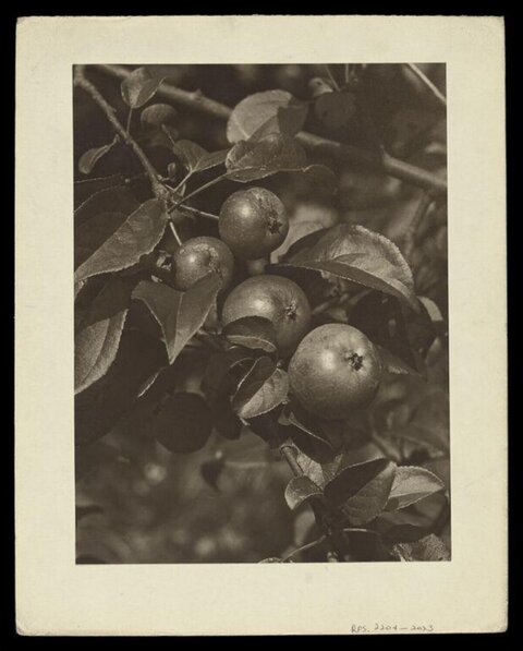 Vintage Photo of Apples on Branch