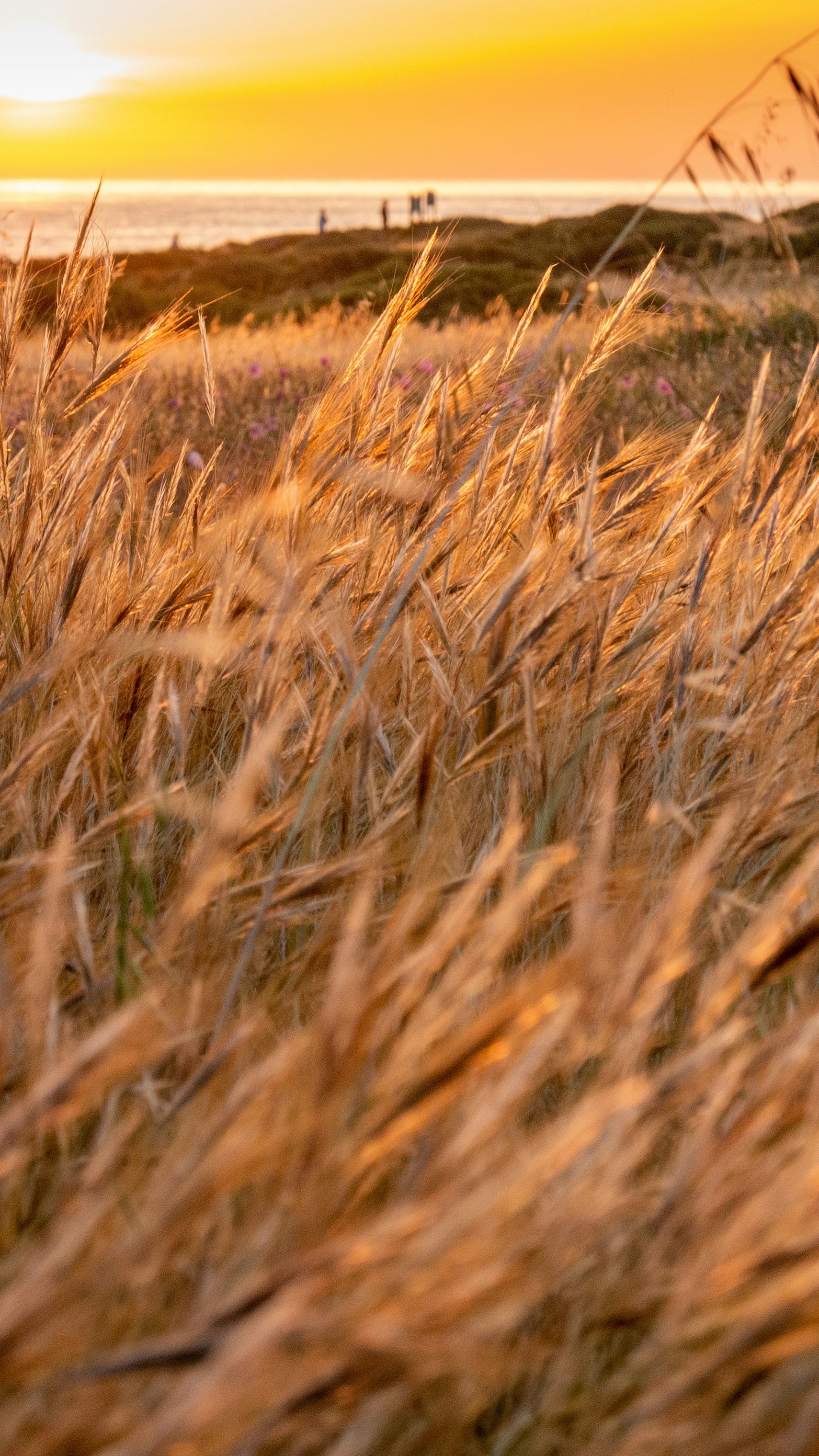Image 1576774 — Nature