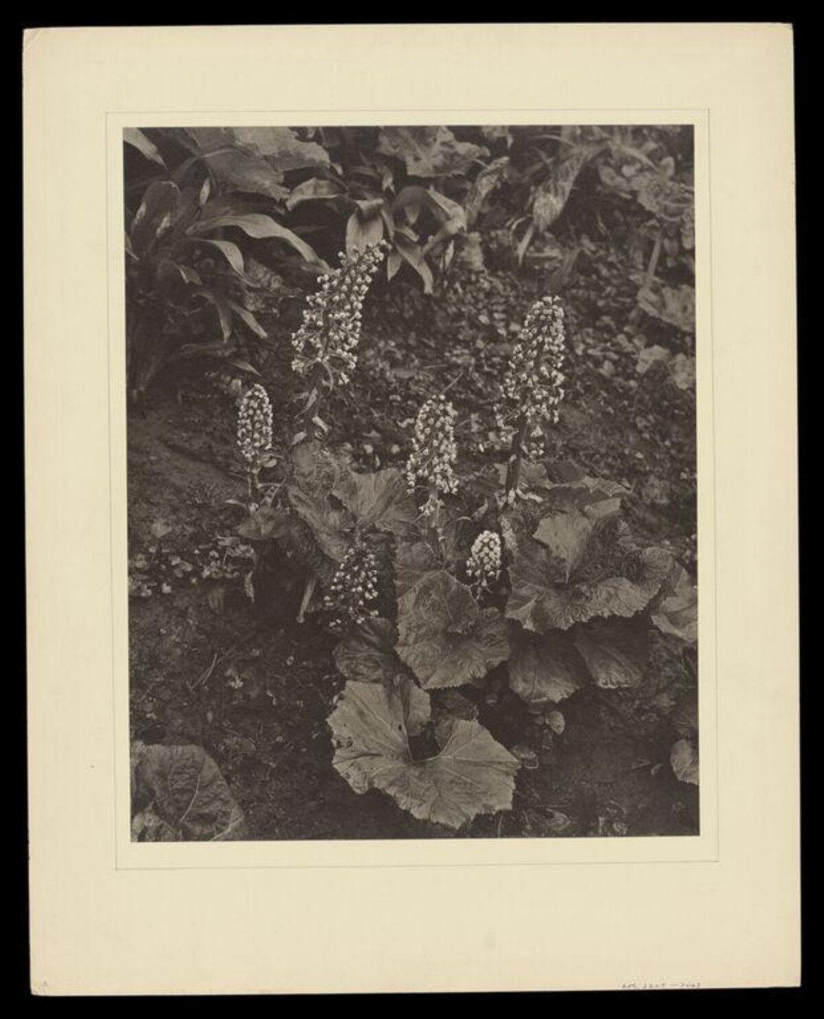Vintage Flowering Plant Photograph