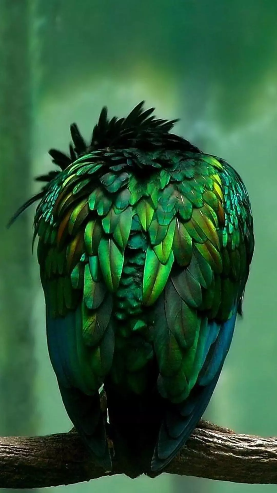 Wallpapers
