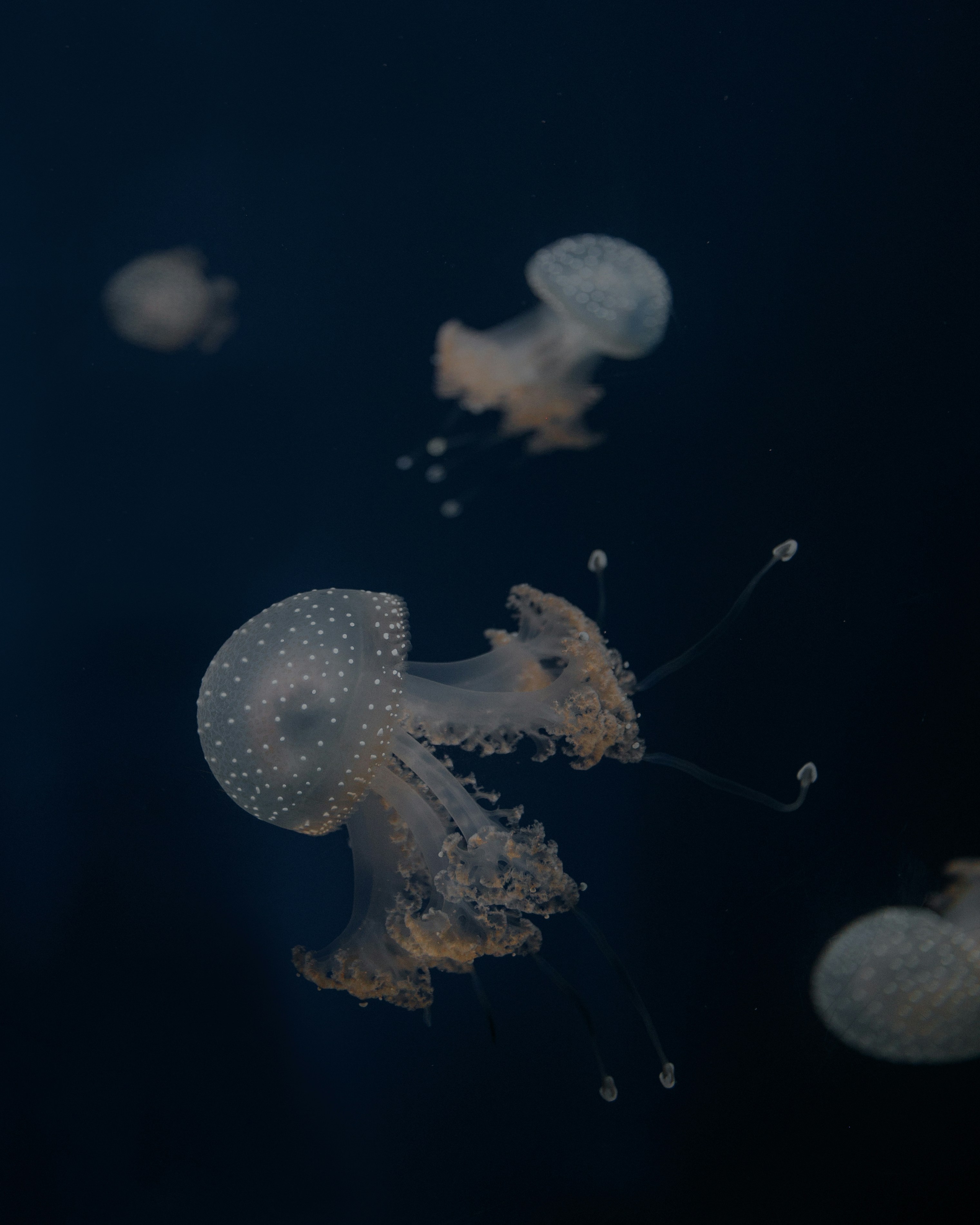 Spotted Jellyfish Underwater