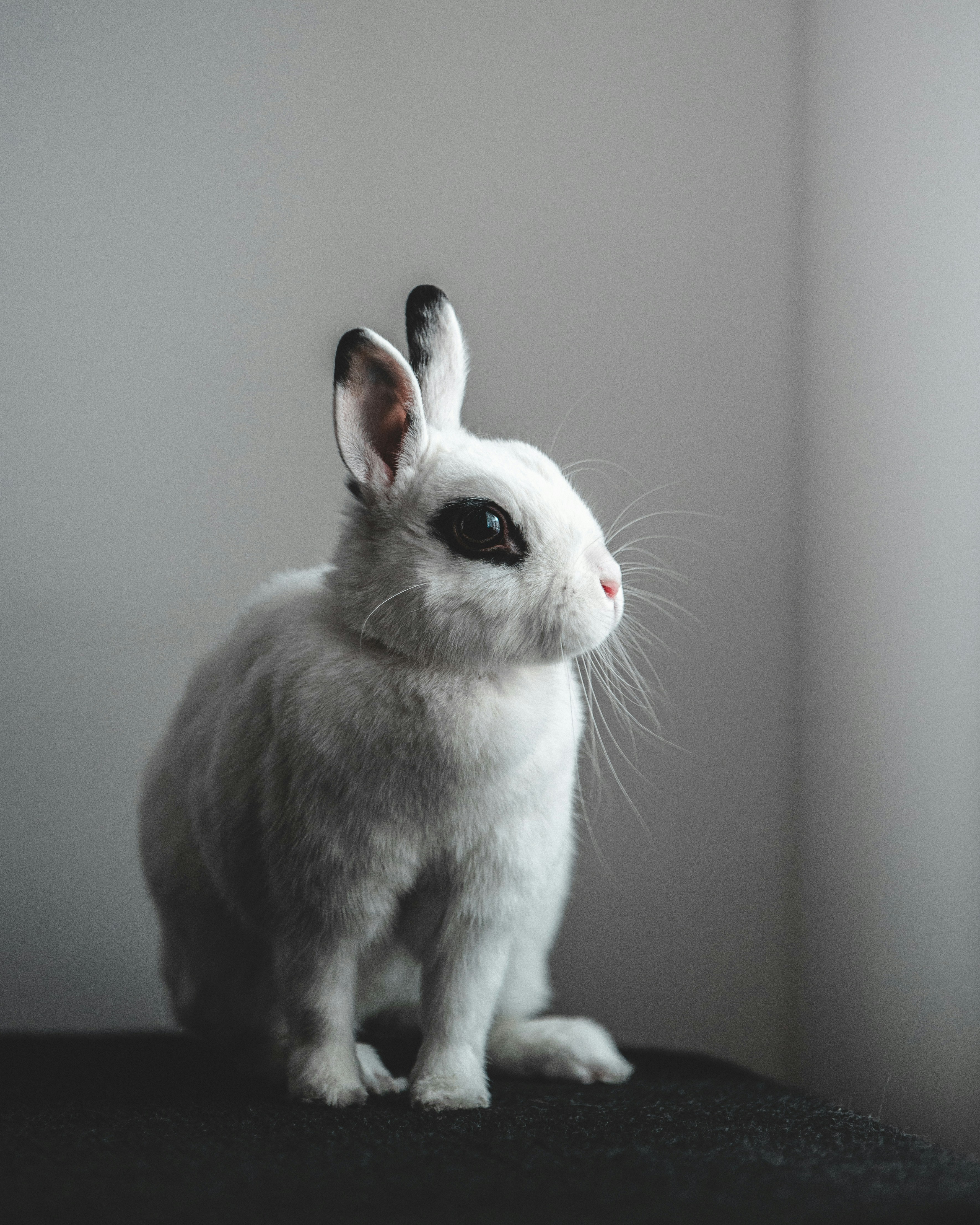White Rabbit With Black Markings