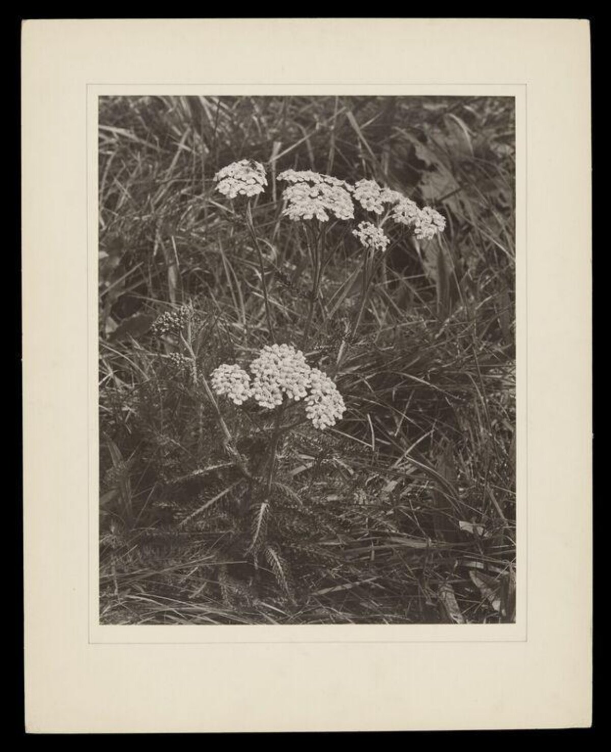Vintage Photo of Wild Yarrow