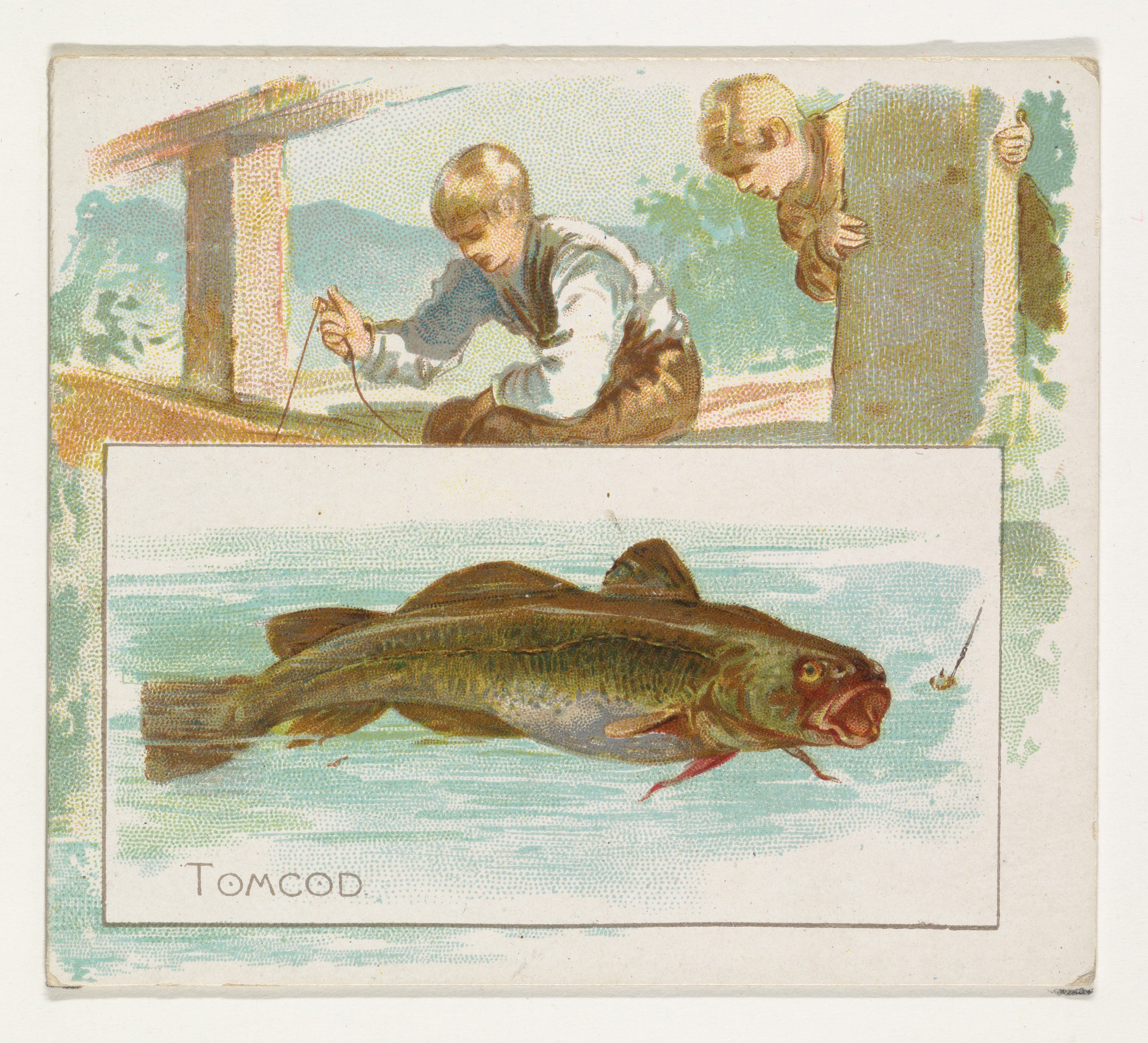 Vintage Tomcod Fishing Illustration Card