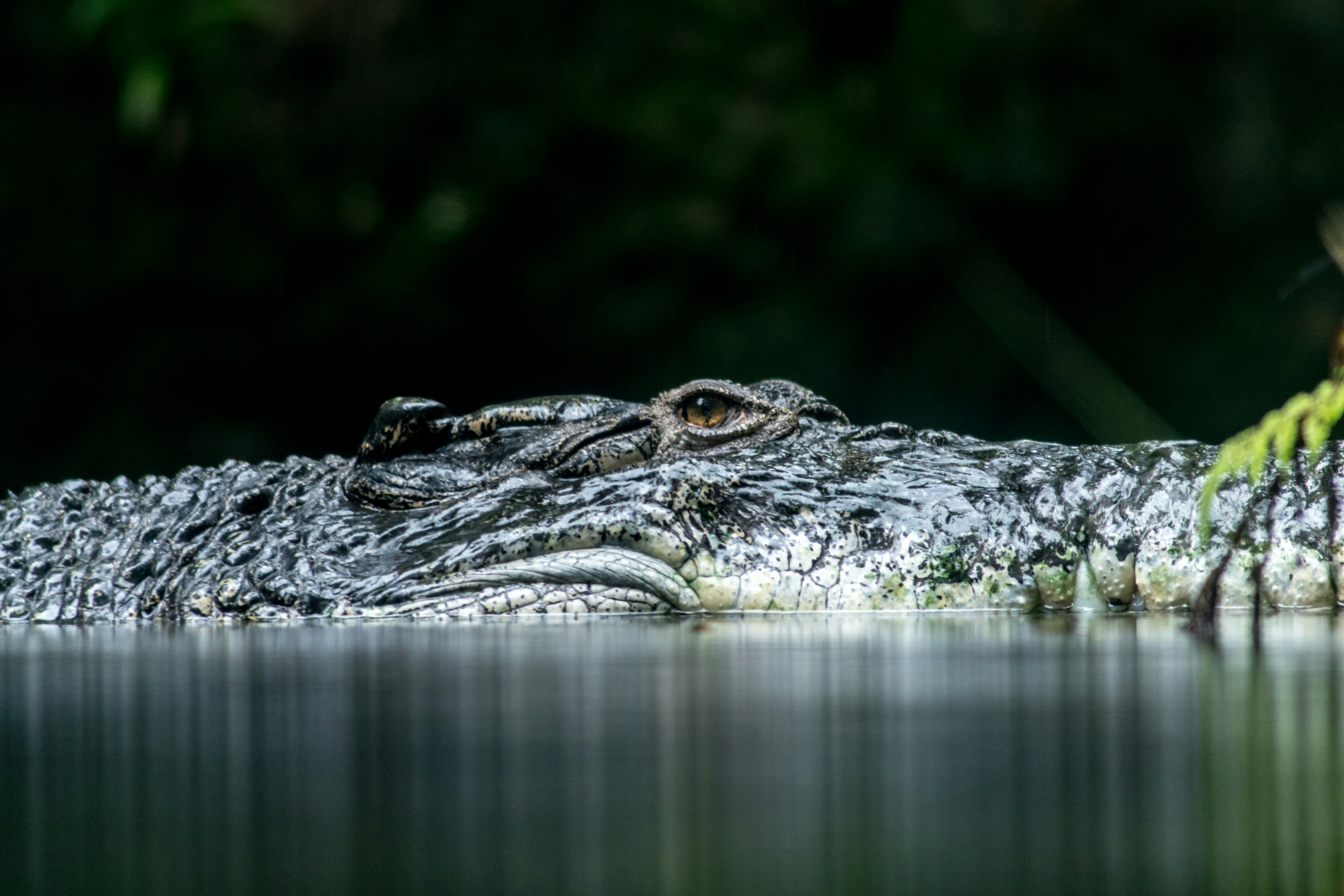 Crocodile Half Submerged in Water