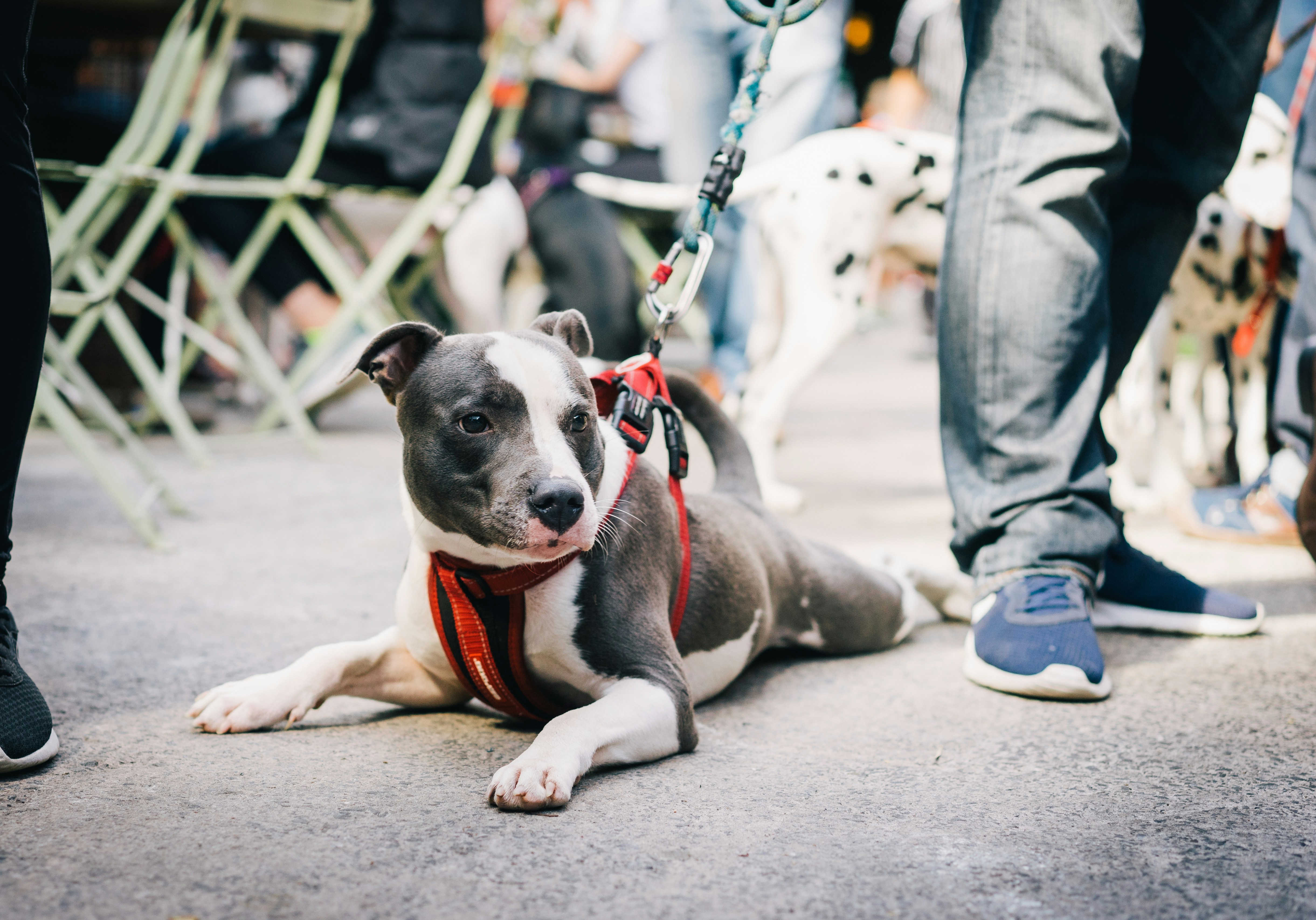 Gray-and-white Pit Bull at Outdoor Gathering