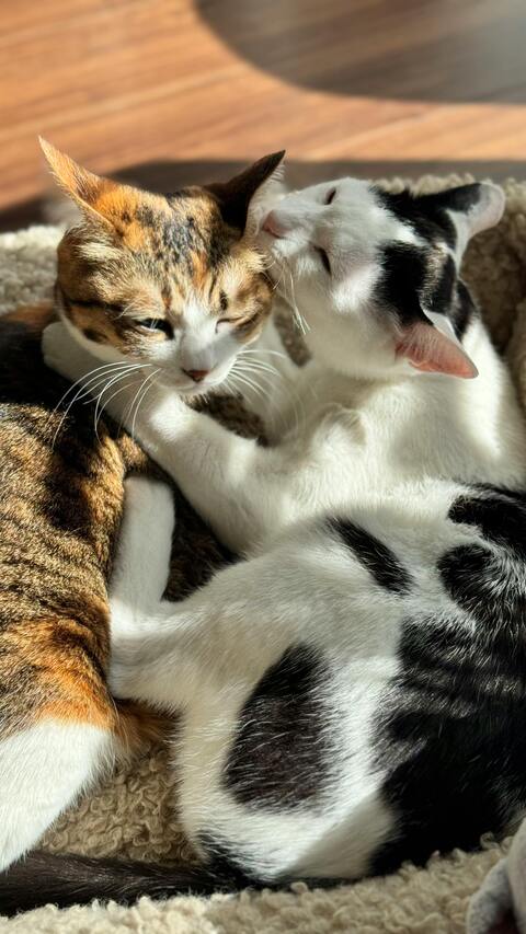 Two Cuddling Cats In Sunlight