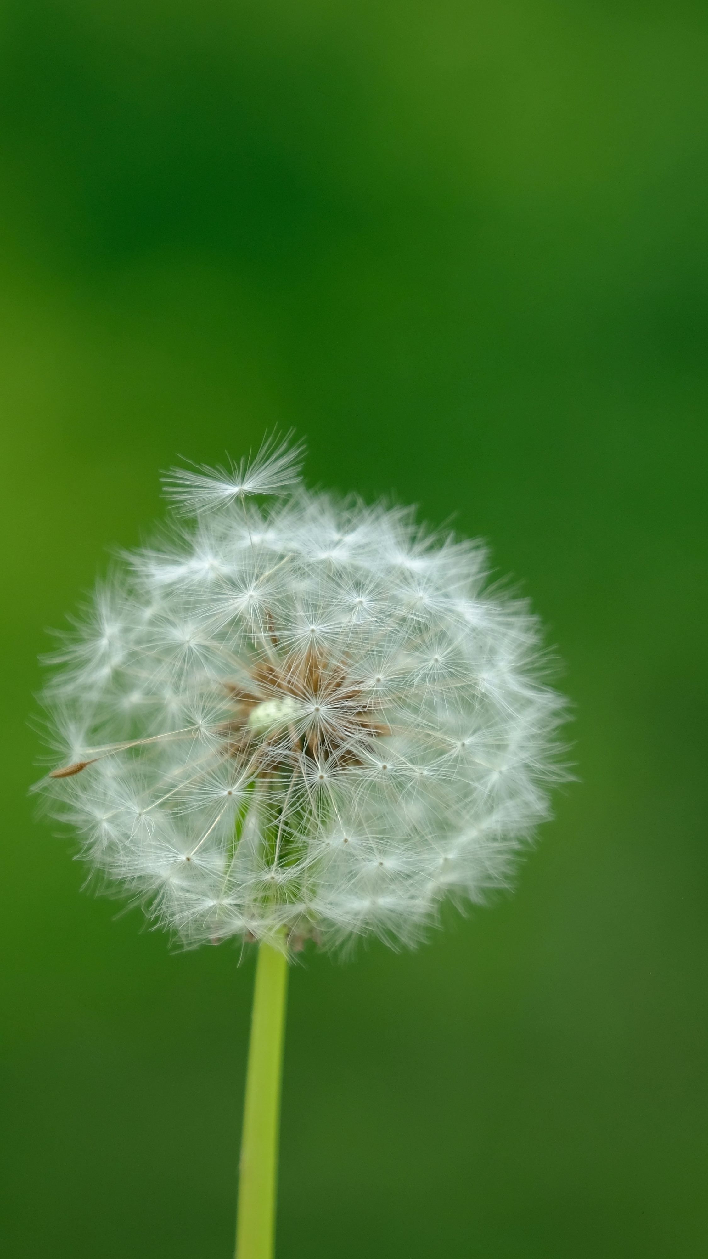 Dandelion Seed Head