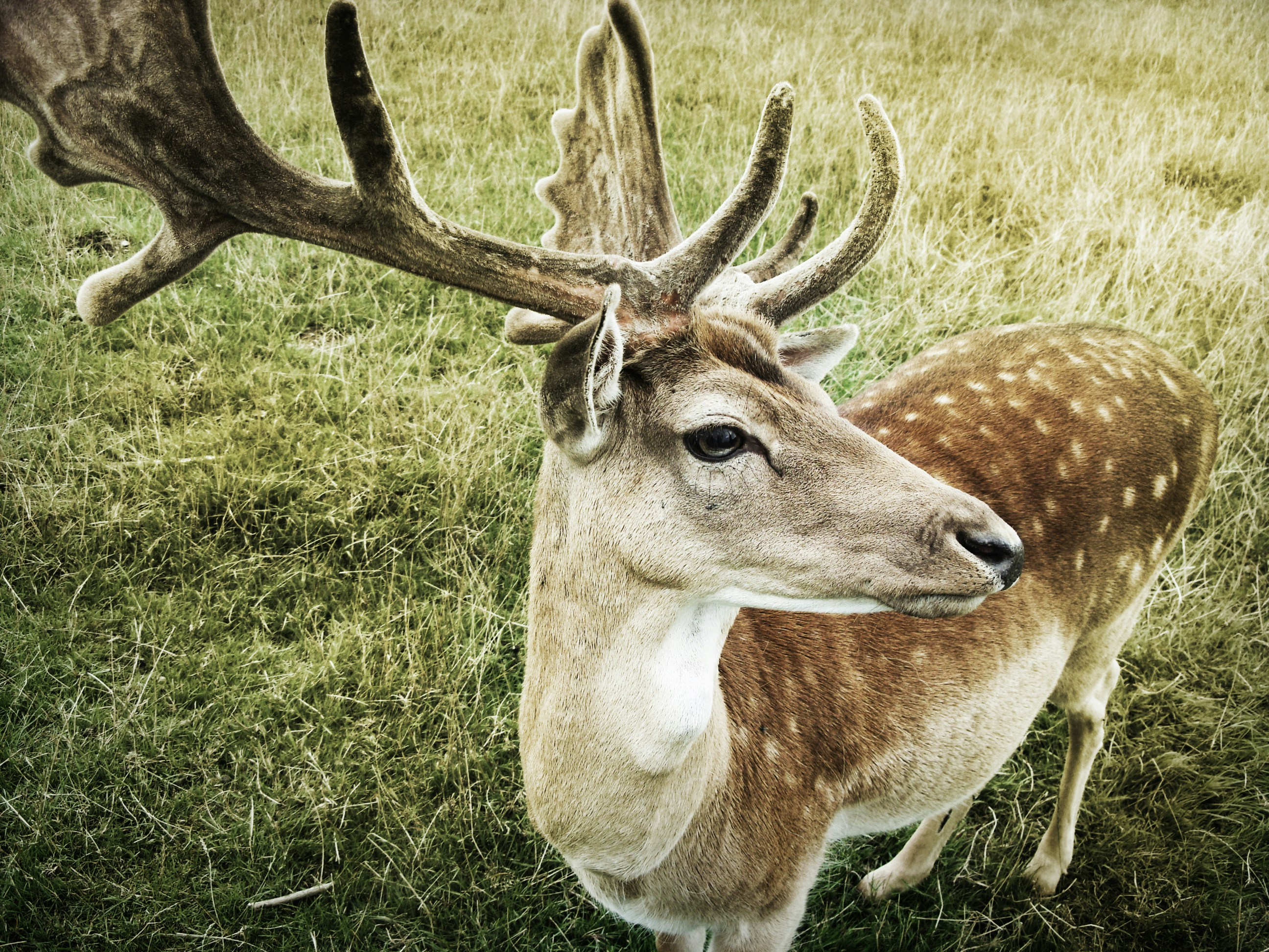 Male Fallow Deer in Grassy Field