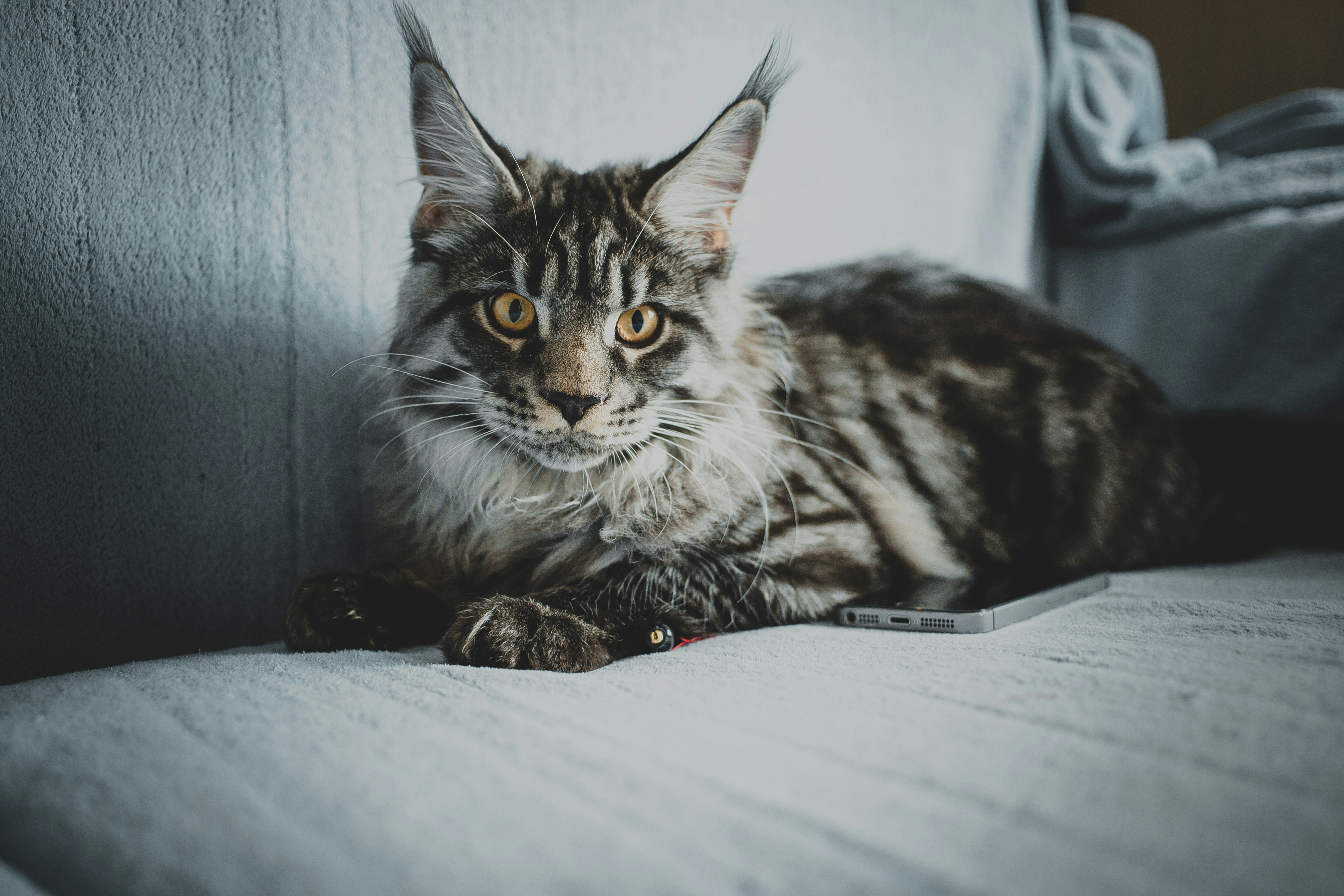 Tabby Maine Coon Resting on Sofa