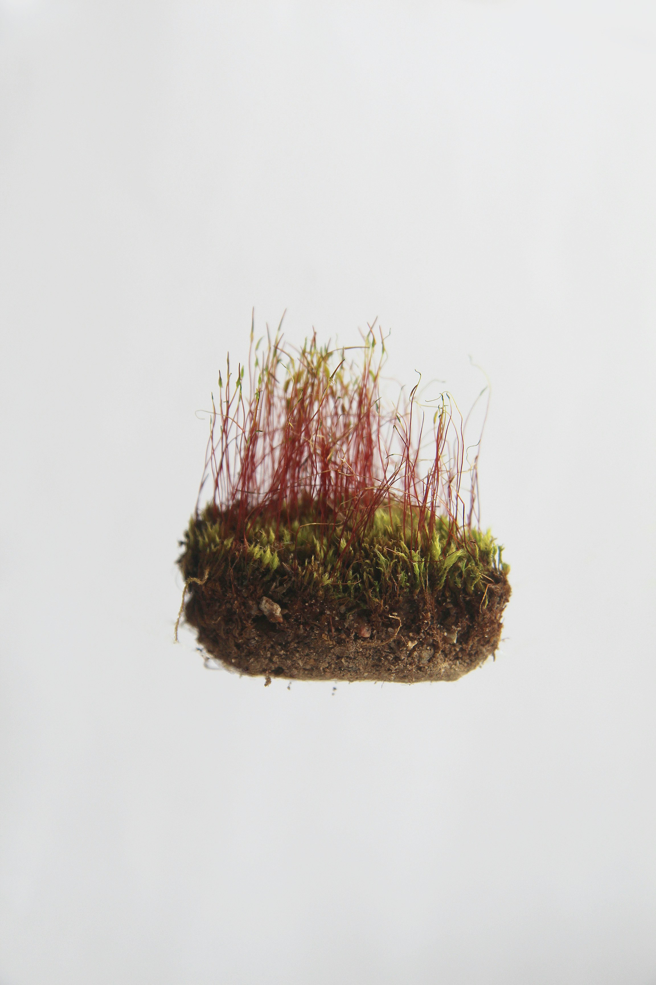 Small Floating Clump of Moss With Red Stalks