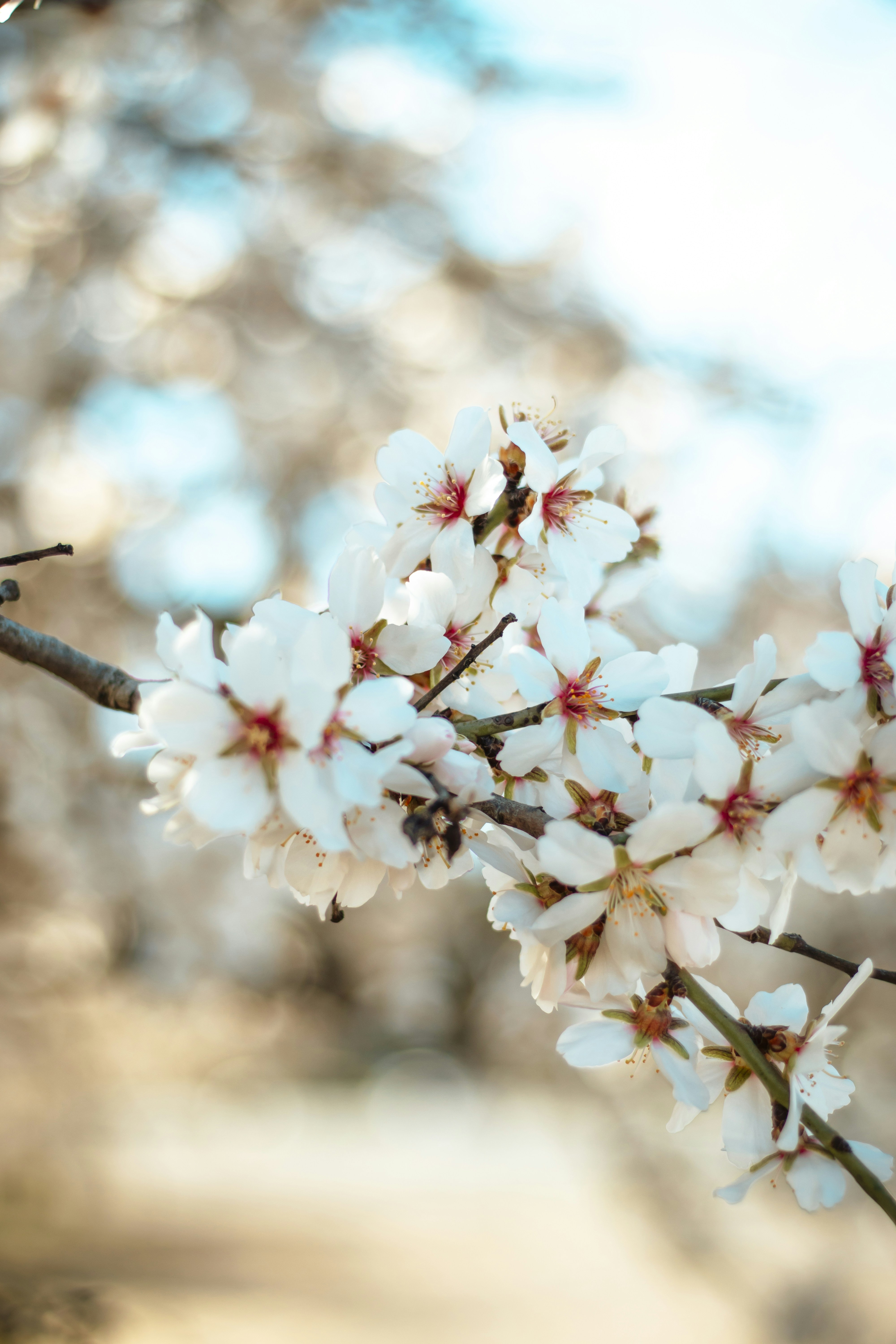 Almond Blossoms on Branch