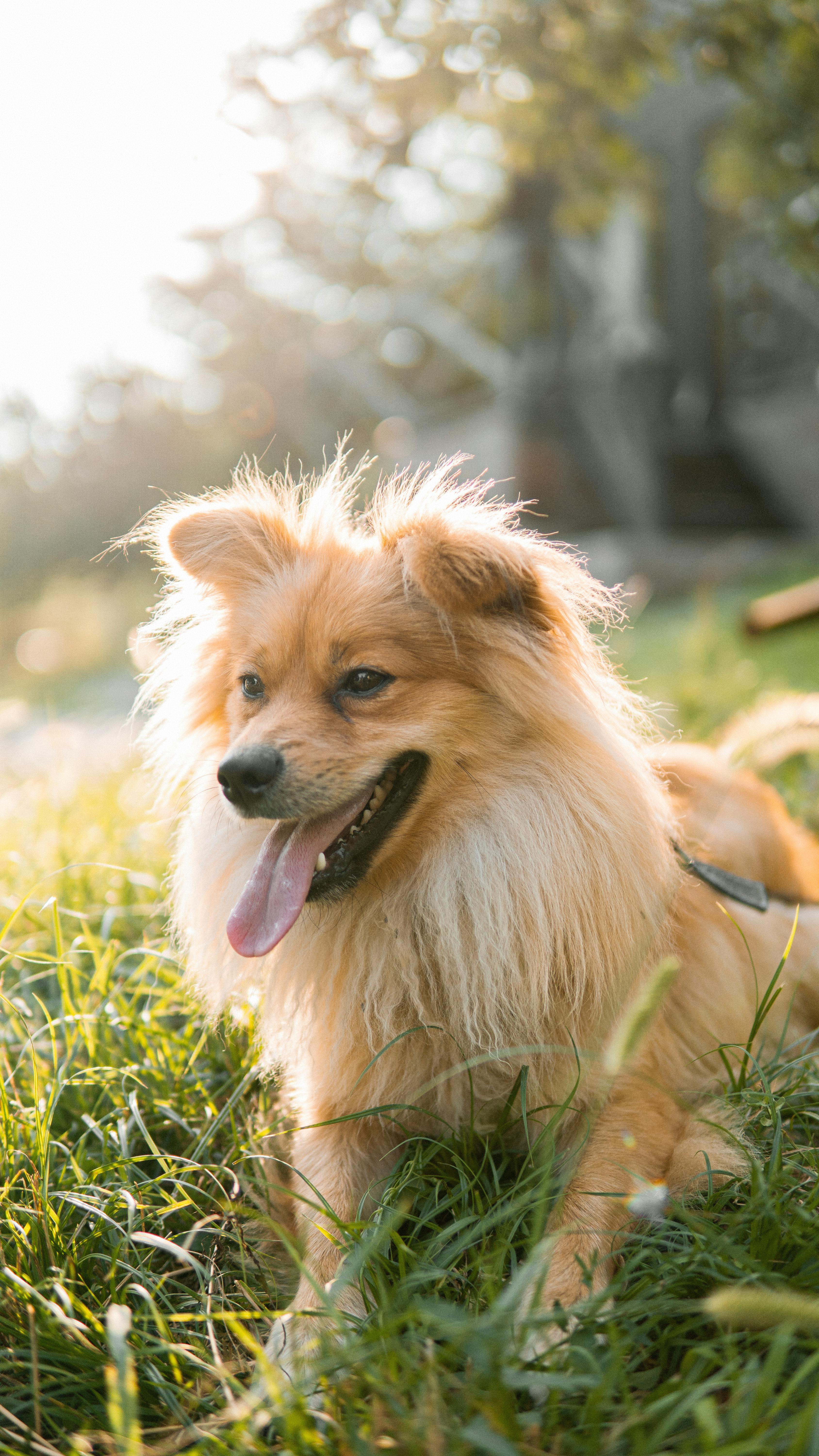 Fluffy Golden Dog Resting on Grass